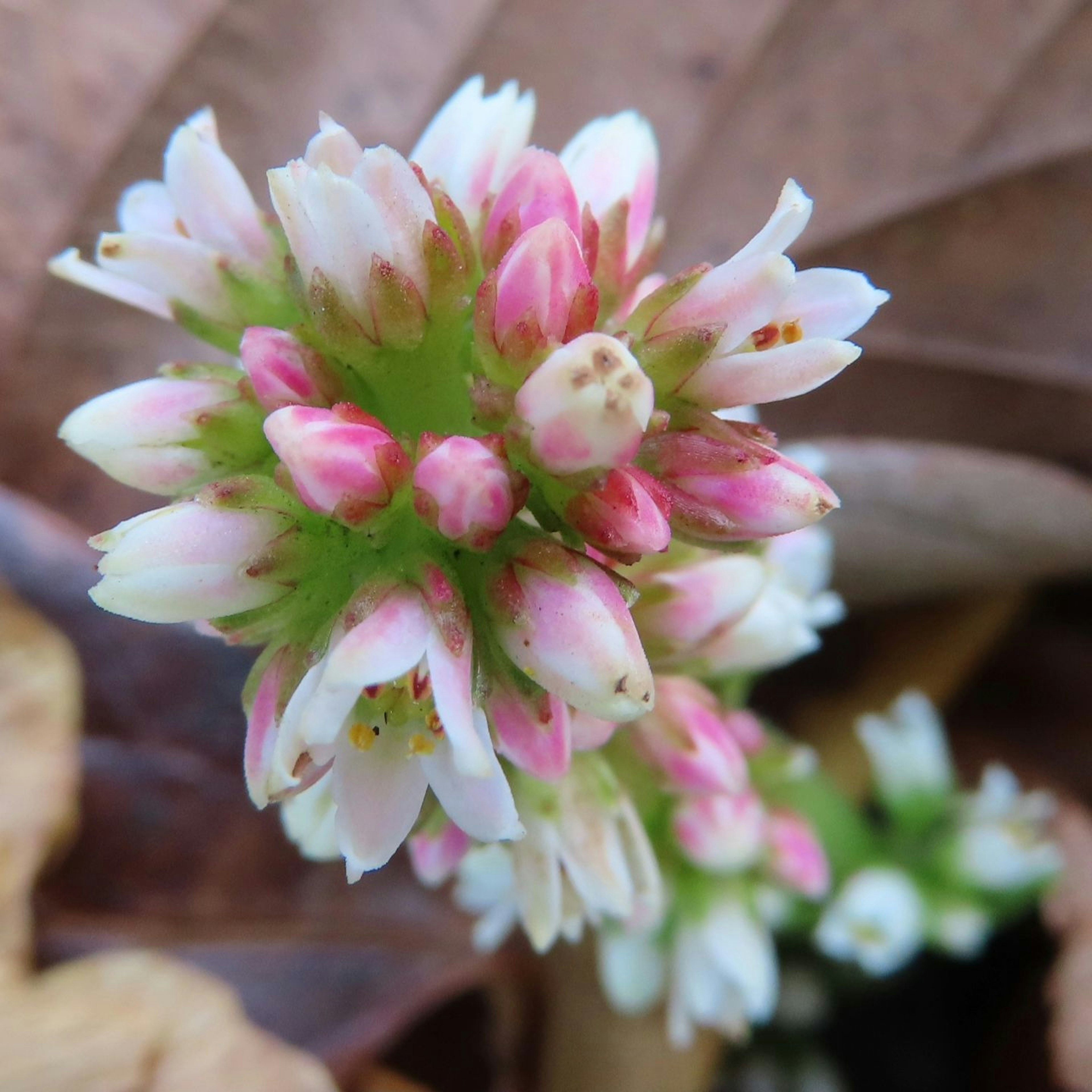 Nahaufnahme einer Pflanze mit Clustern aus weißen und rosa Blüten