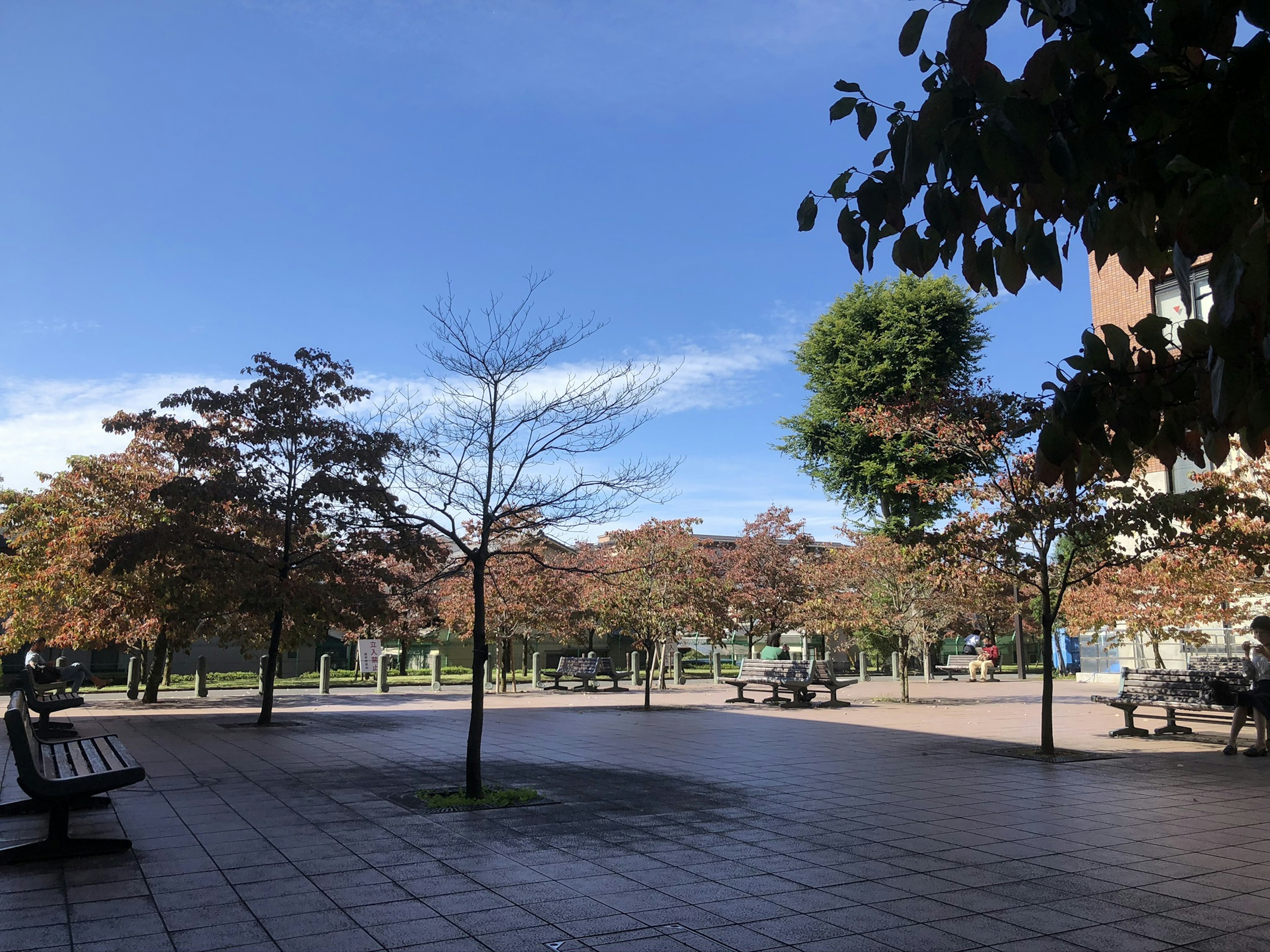 Park scene under blue sky featuring benches and trees