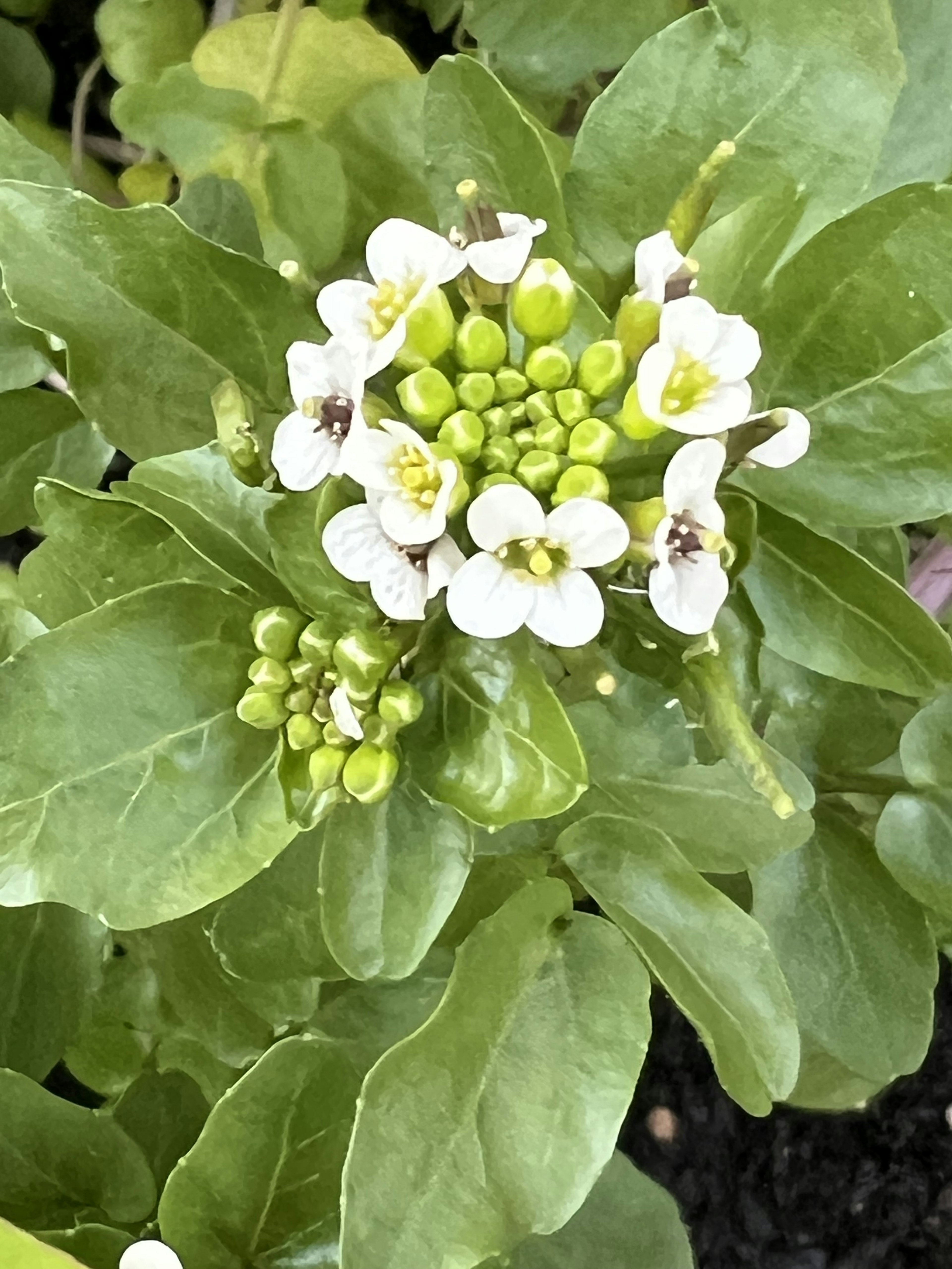 Gros plan d'une plante avec des fleurs blanches et des feuilles vertes