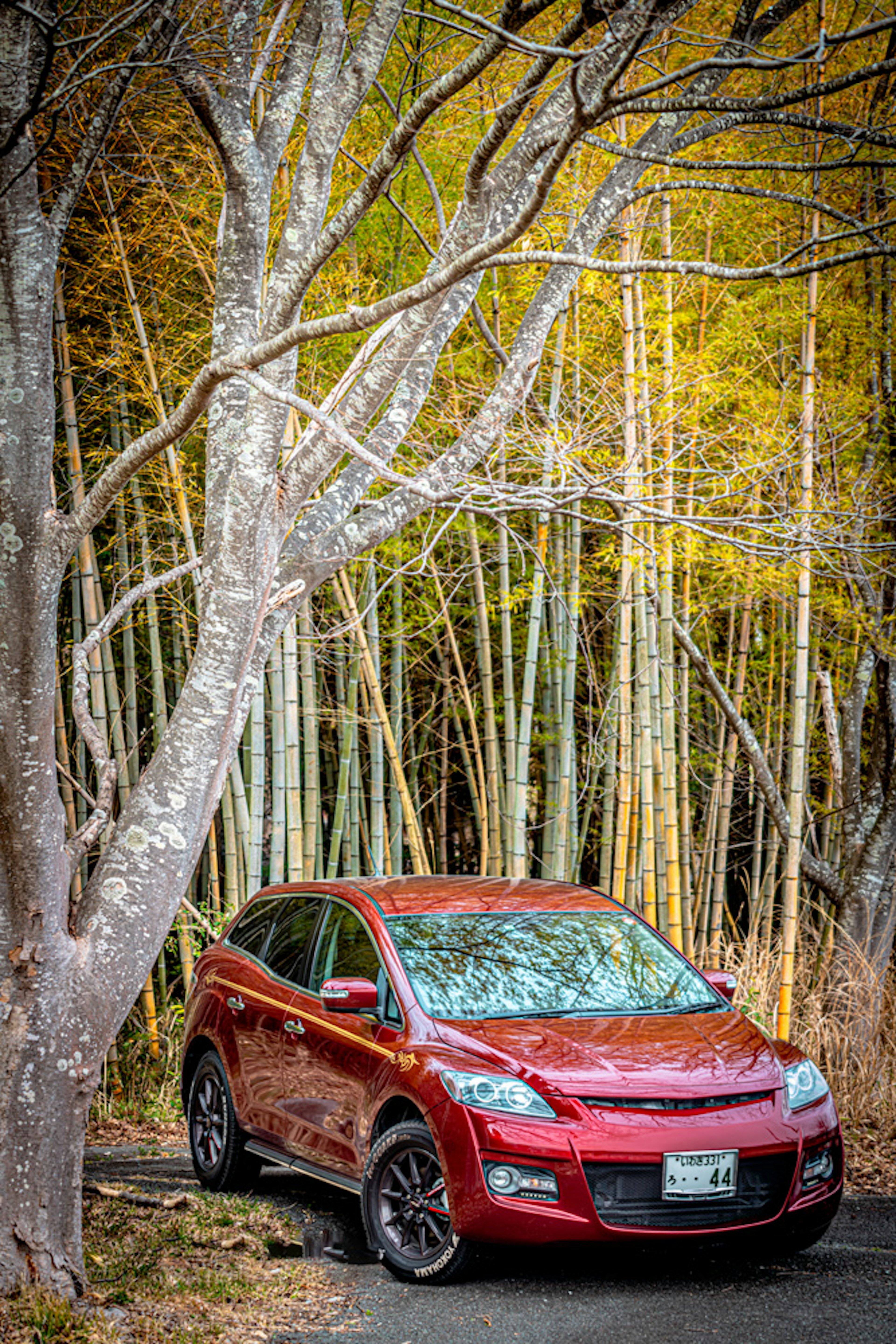 A red car parked in a bamboo forest