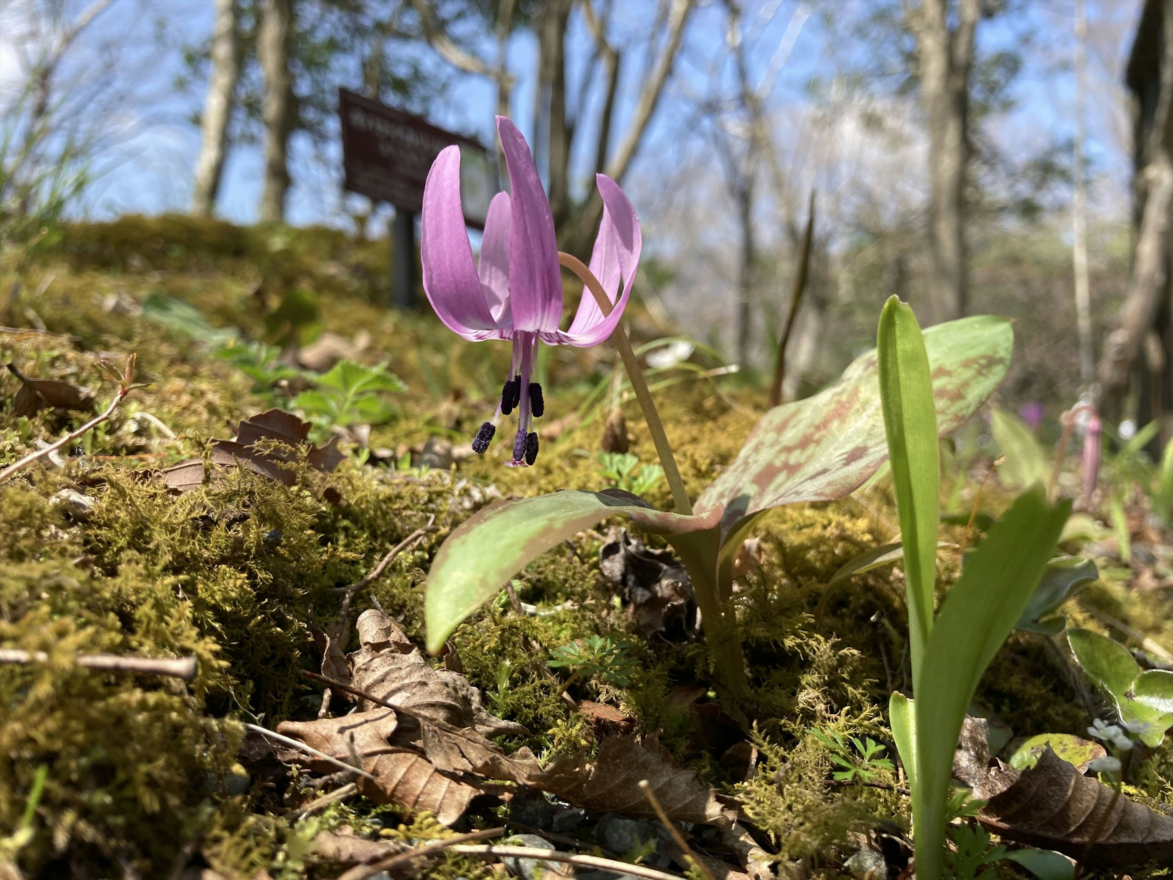 Primer plano de una flor rosa y hojas verdes en el suelo del bosque