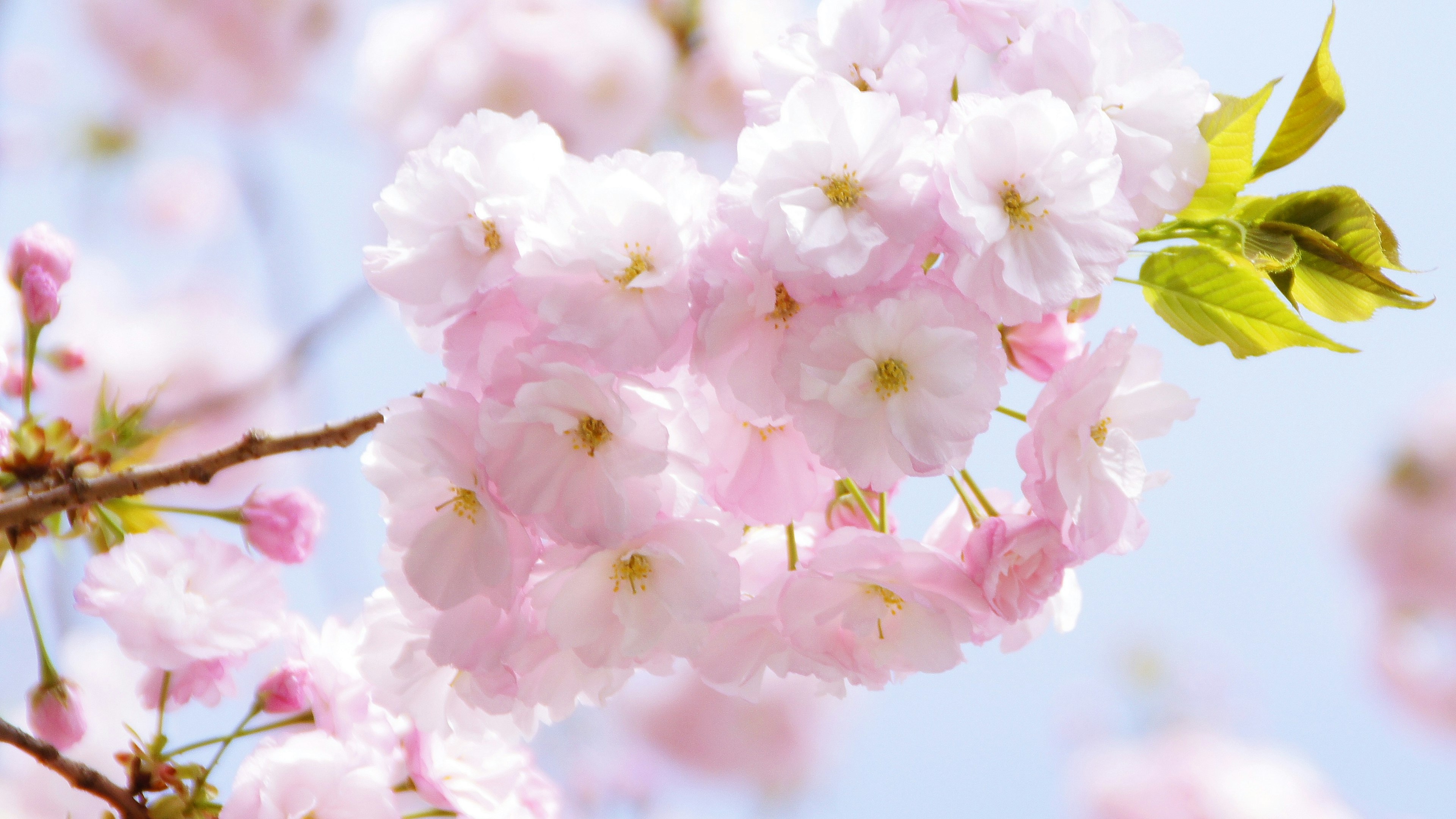 Close-up bunga sakura di cabang