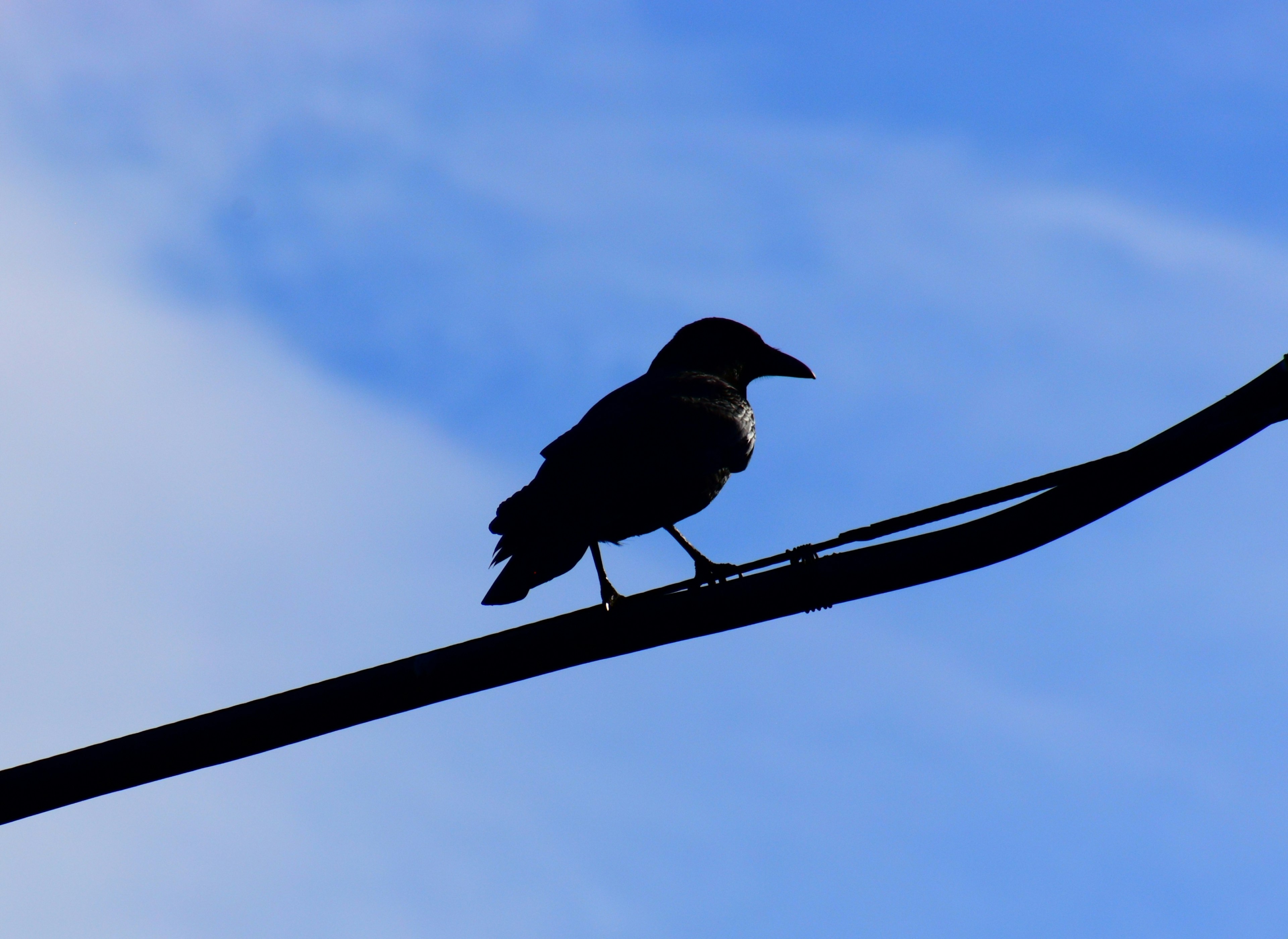 A silhouette of a bird perched on a wire against a blue sky