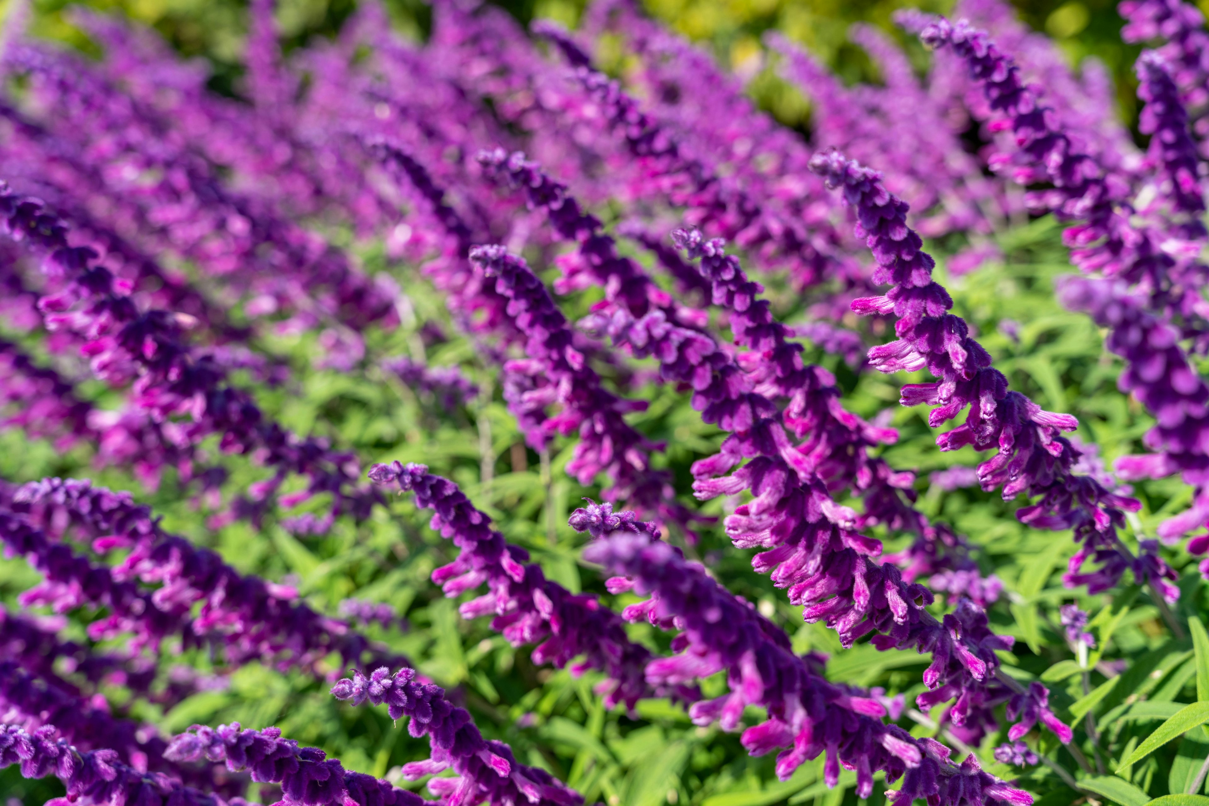 Raggruppamento di fiori viola con fogliame verde