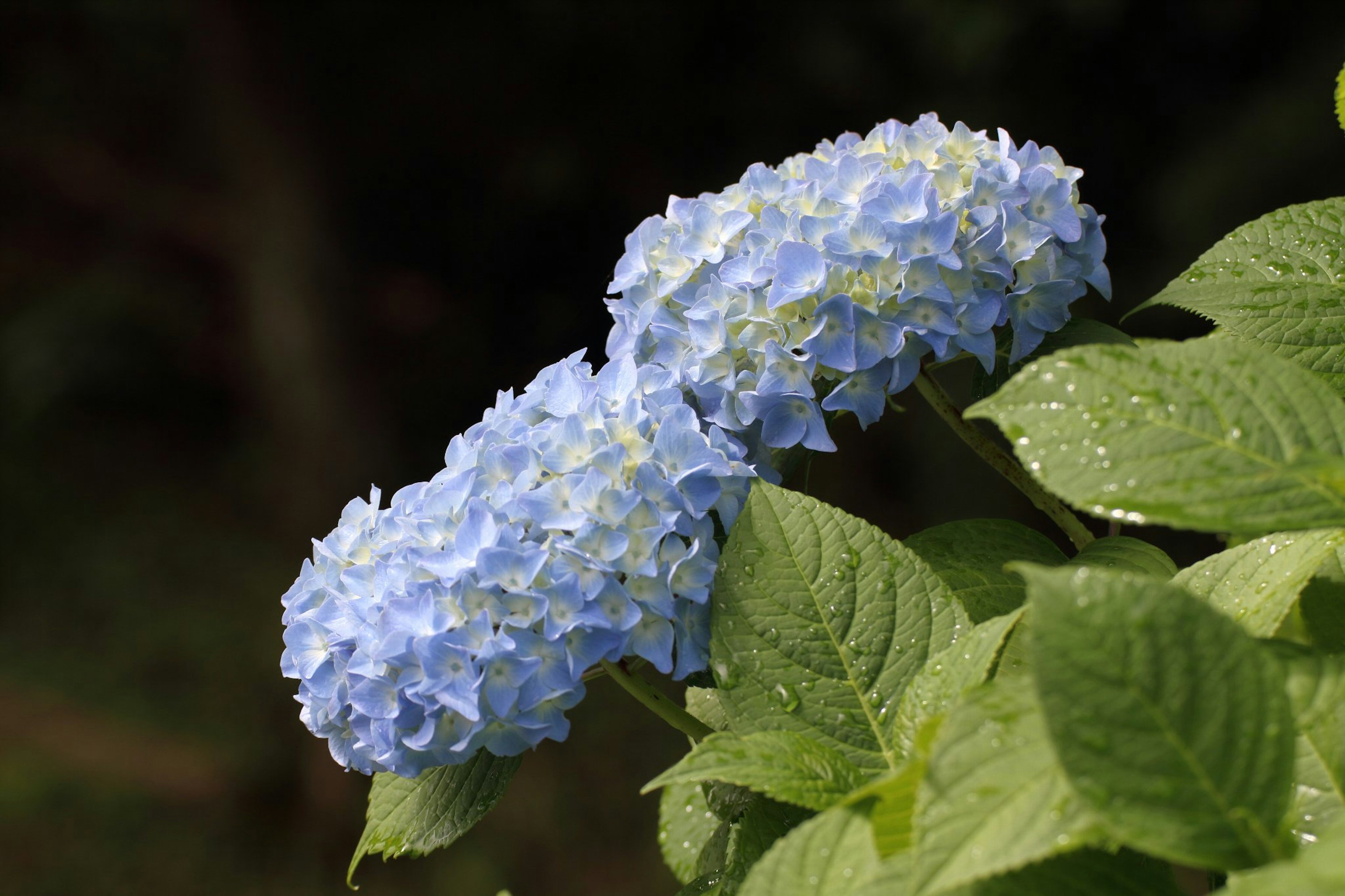 青いアジサイの花と緑の葉