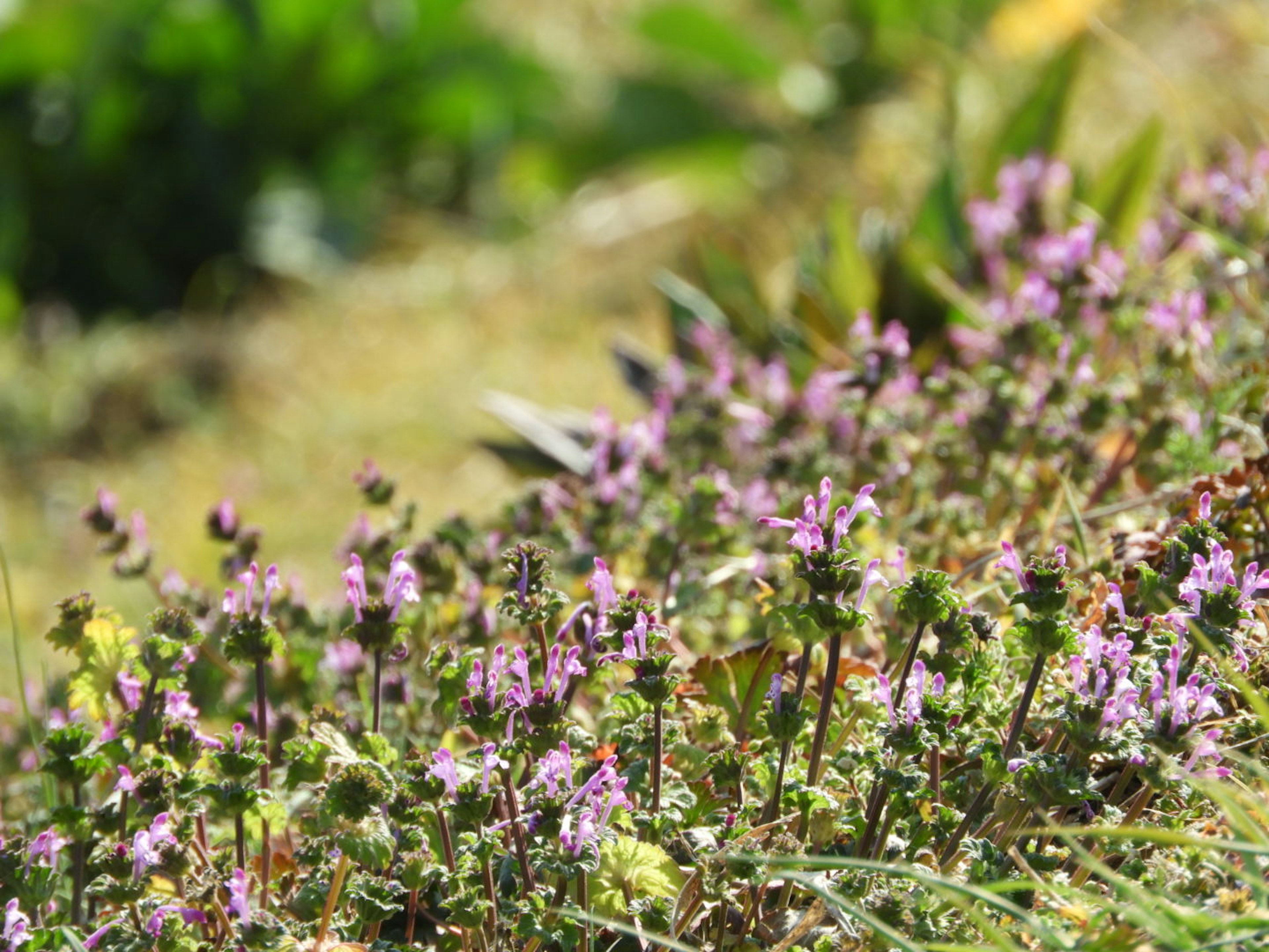 Ein lebhaftes Feld mit lila Blumen inmitten von grünem Gras