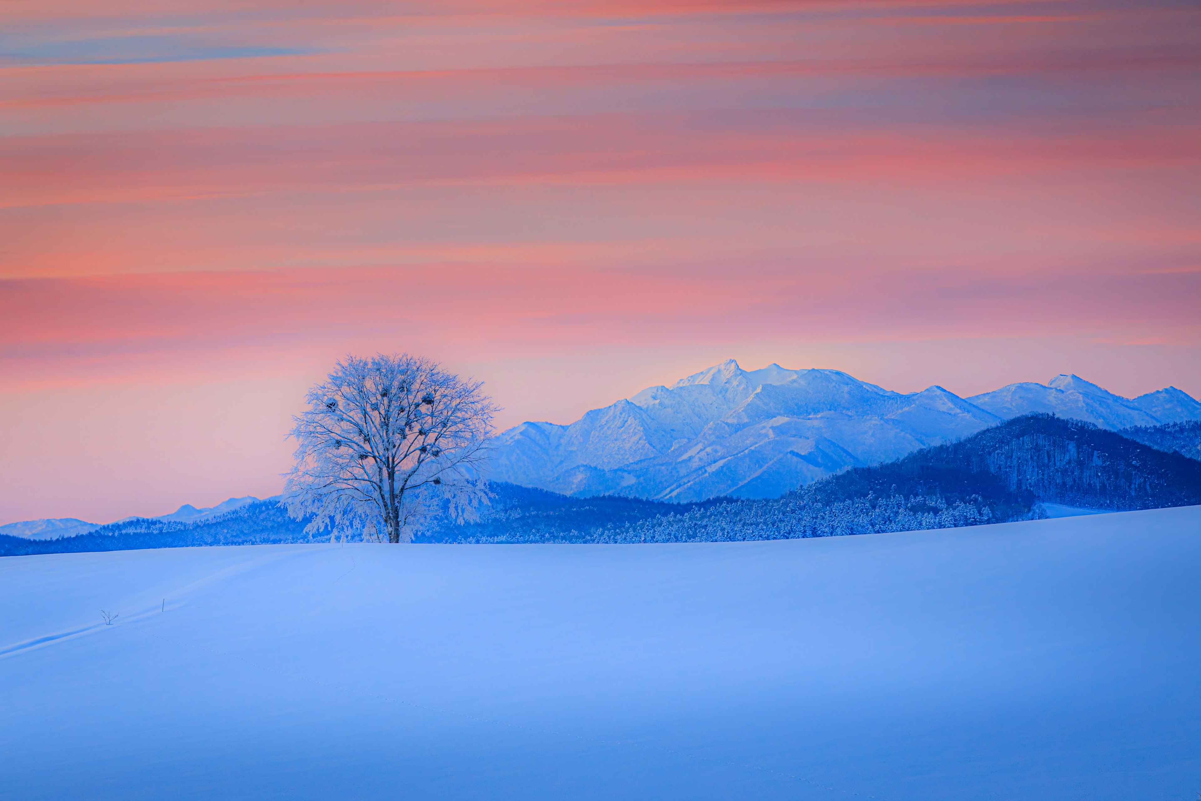 雪に覆われた風景に立つ孤独な木と山々の美しい夕焼け