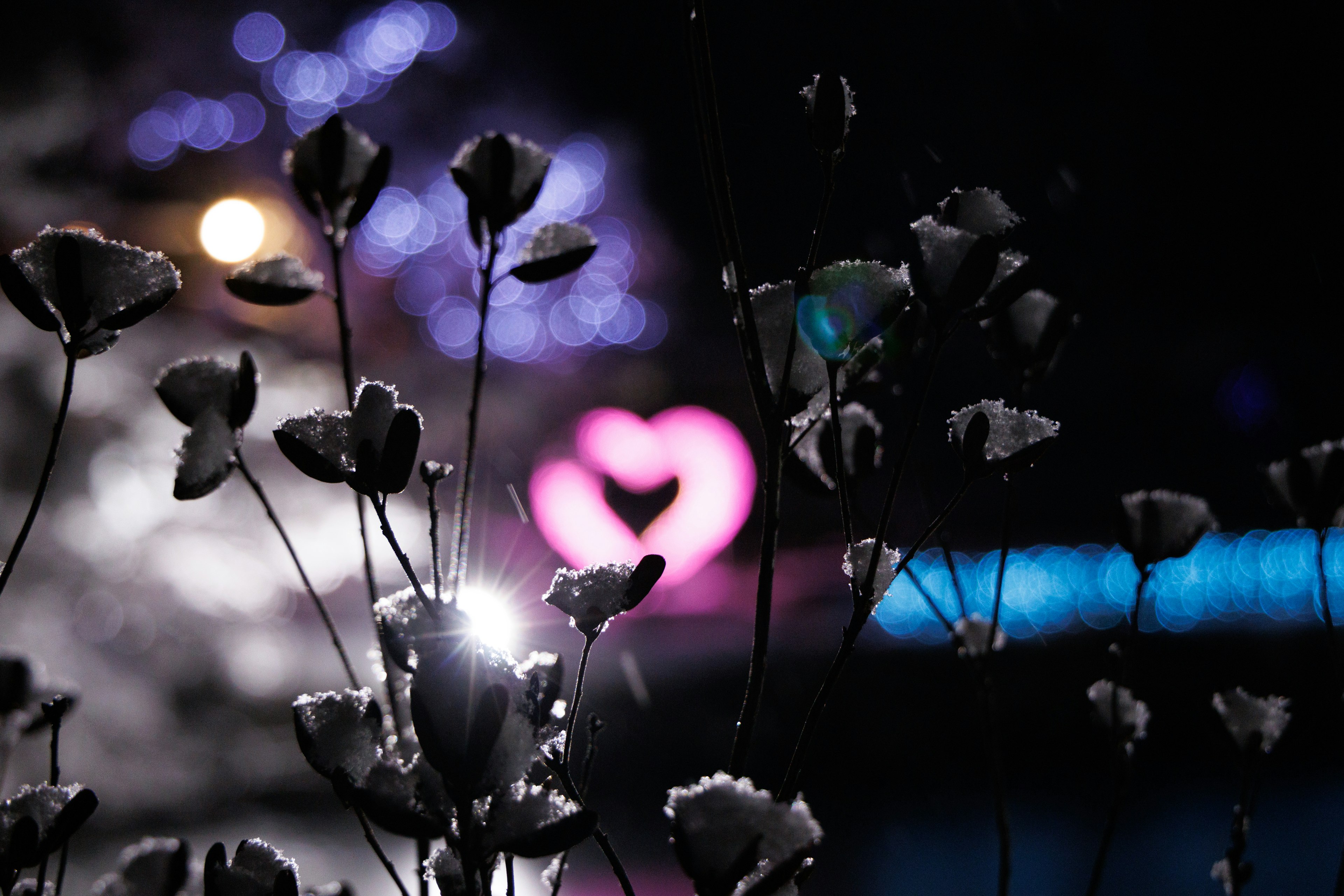 Snow-covered flowers with a heart-shaped light in the background