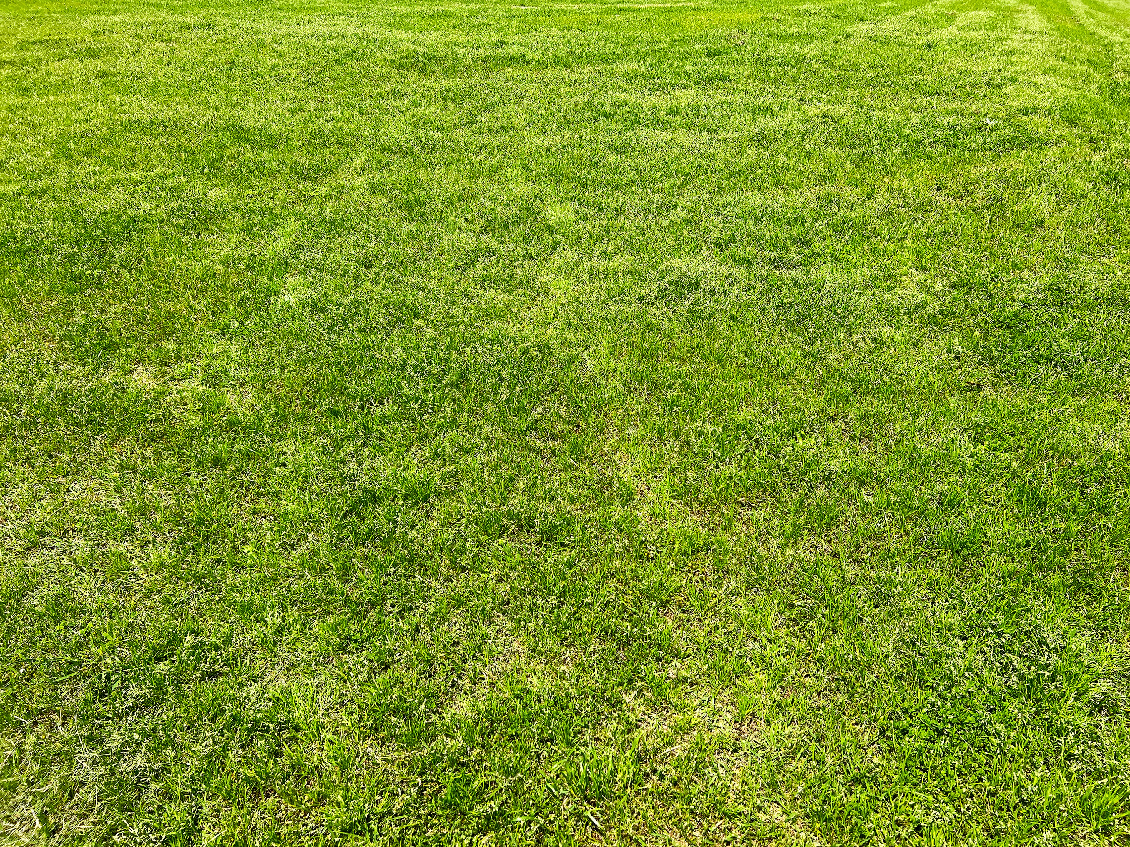 A lush green lawn covering the ground