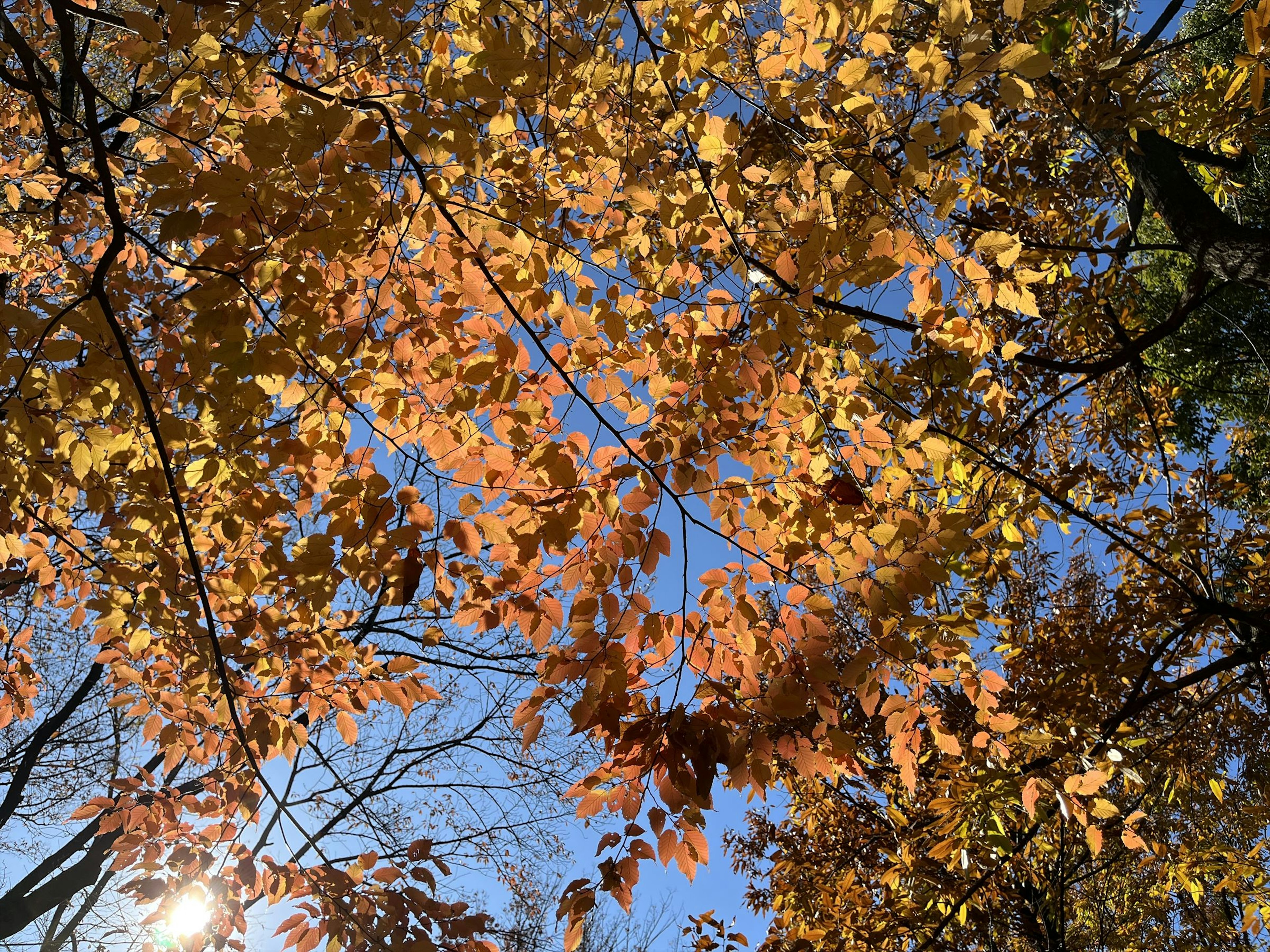 Hojas doradas brillando bajo un cielo azul en un paisaje otoñal