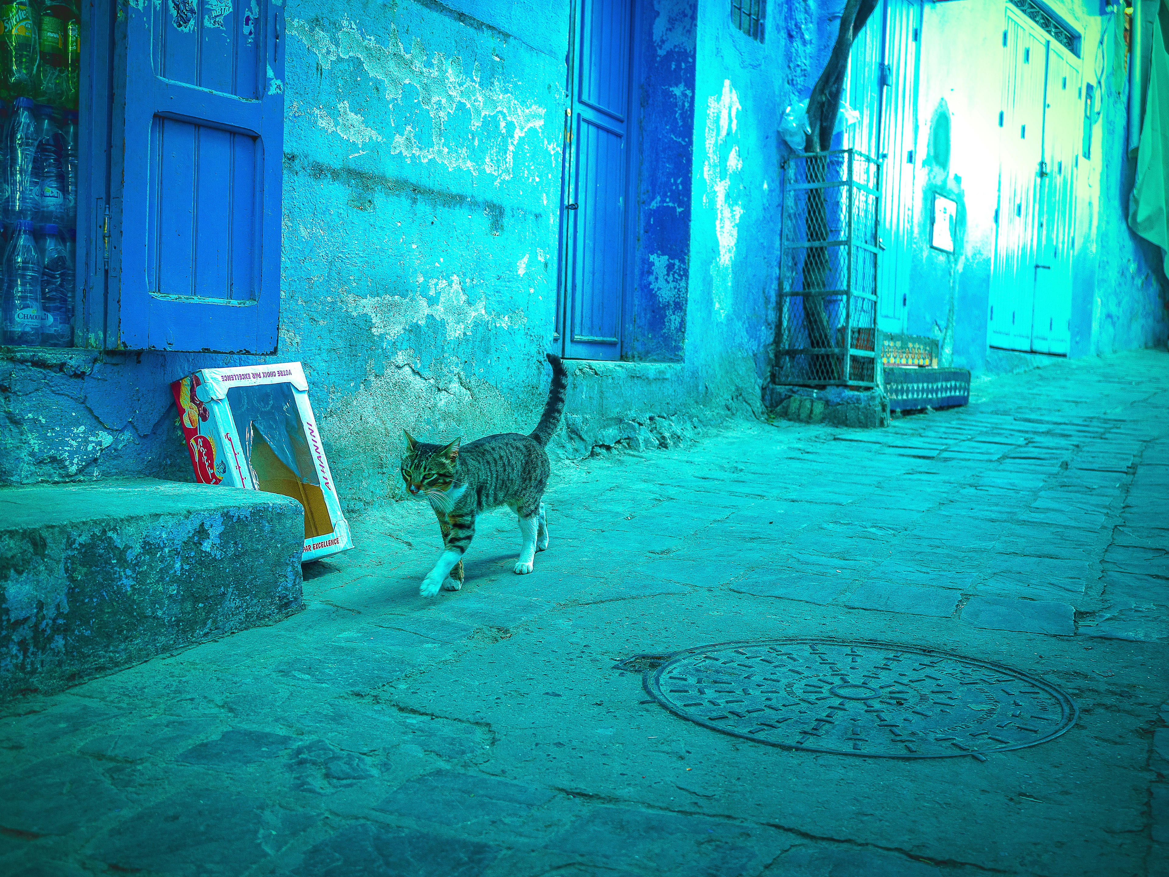 Chat marchant sur une rue en pavés avec des murs bleus et un cadre de photo fané