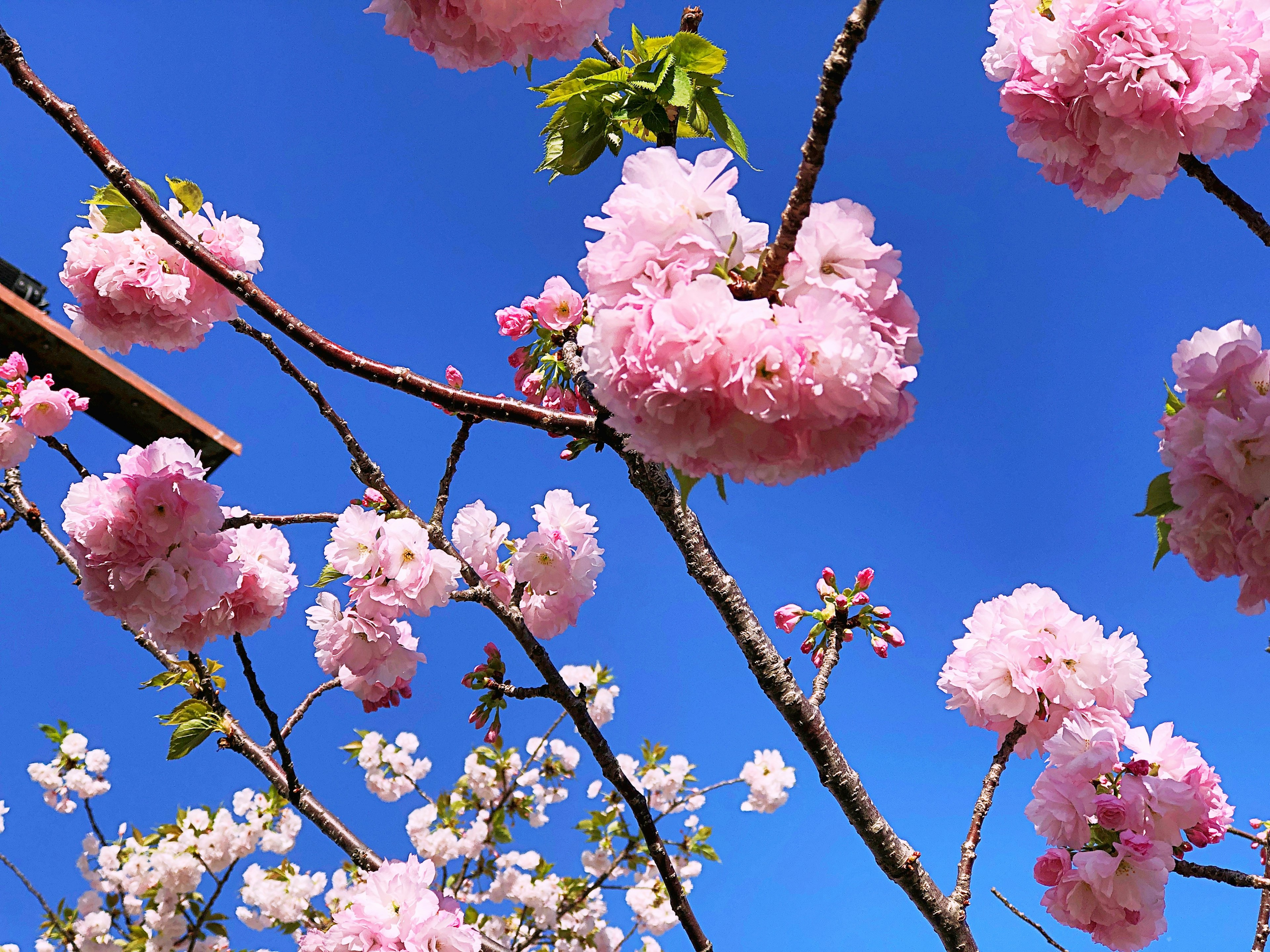 Close-up bunga sakura dan cabang di bawah langit biru