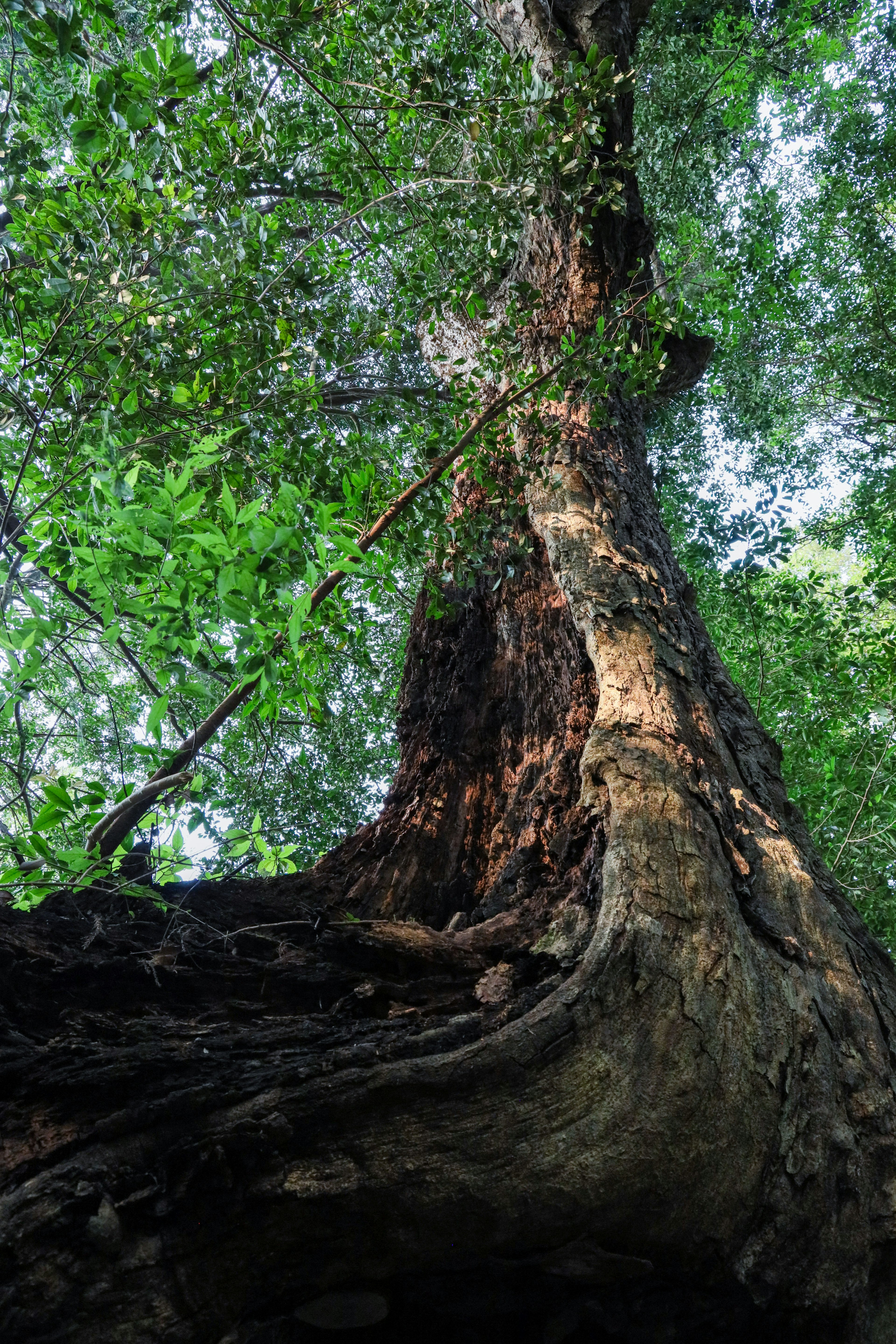 View from below looking up at a tall tree with green leaves and a thick trunk