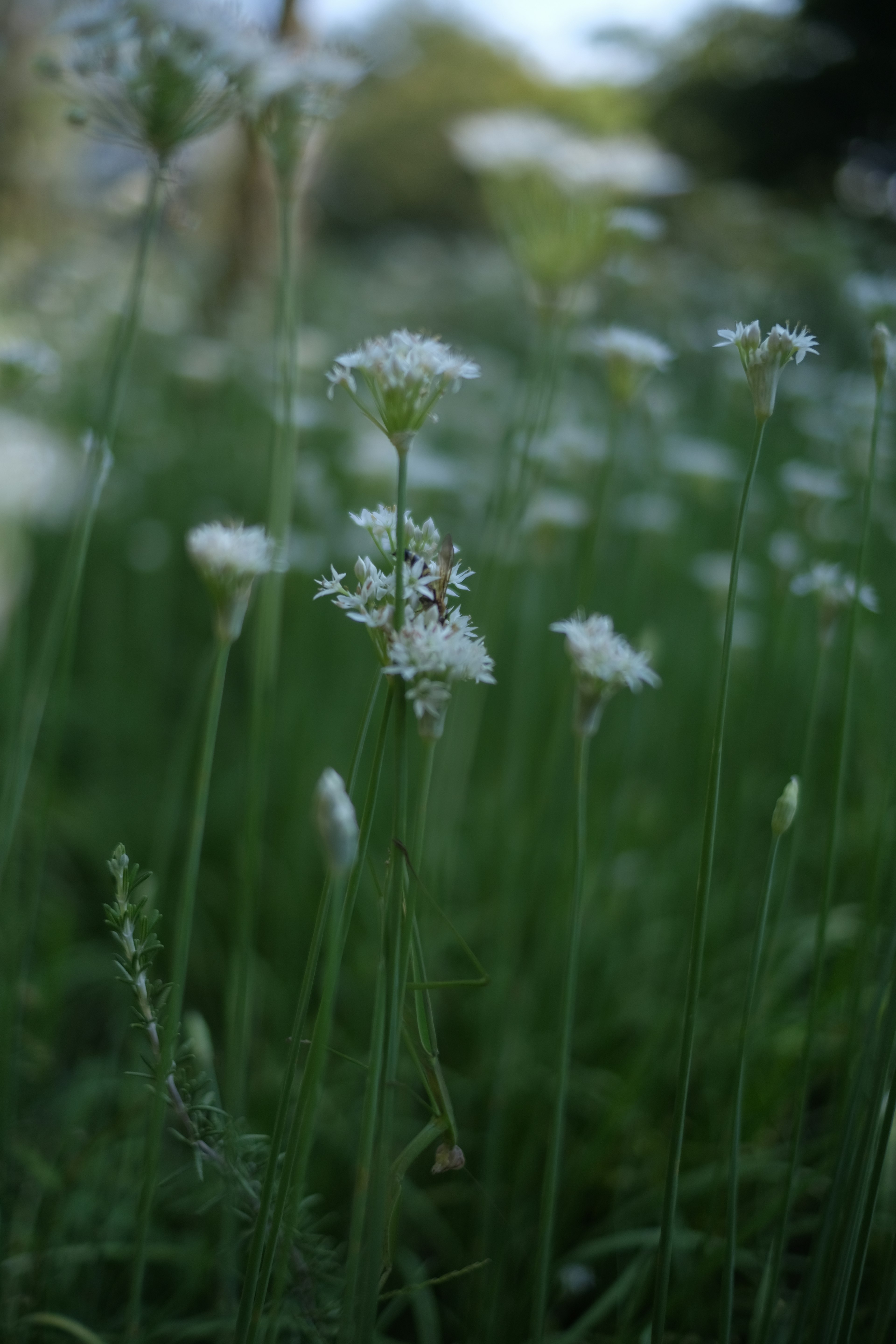 Small white flowers blooming among green grass