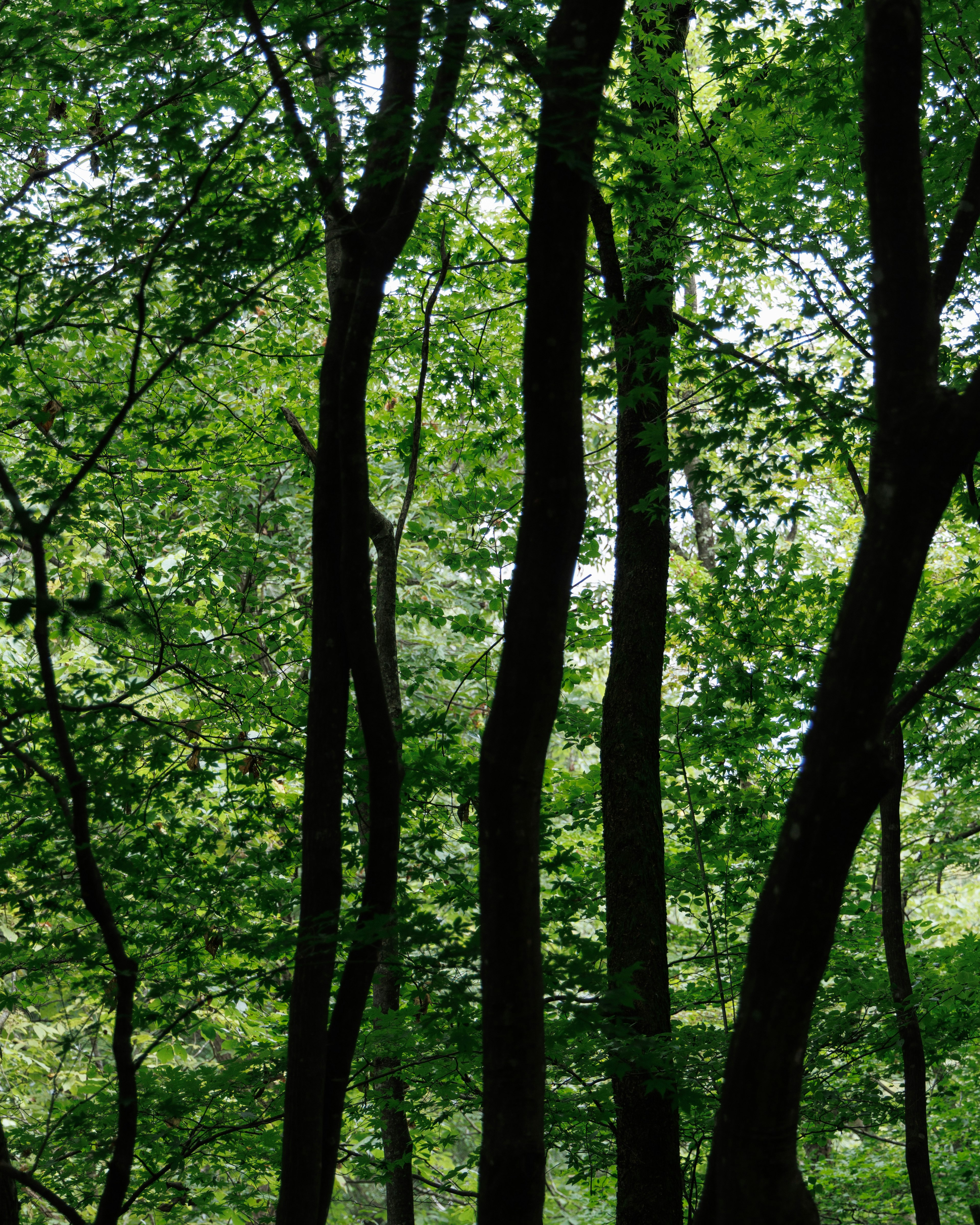 Pemandangan hutan dengan pohon tinggi dan daun hijau cerah