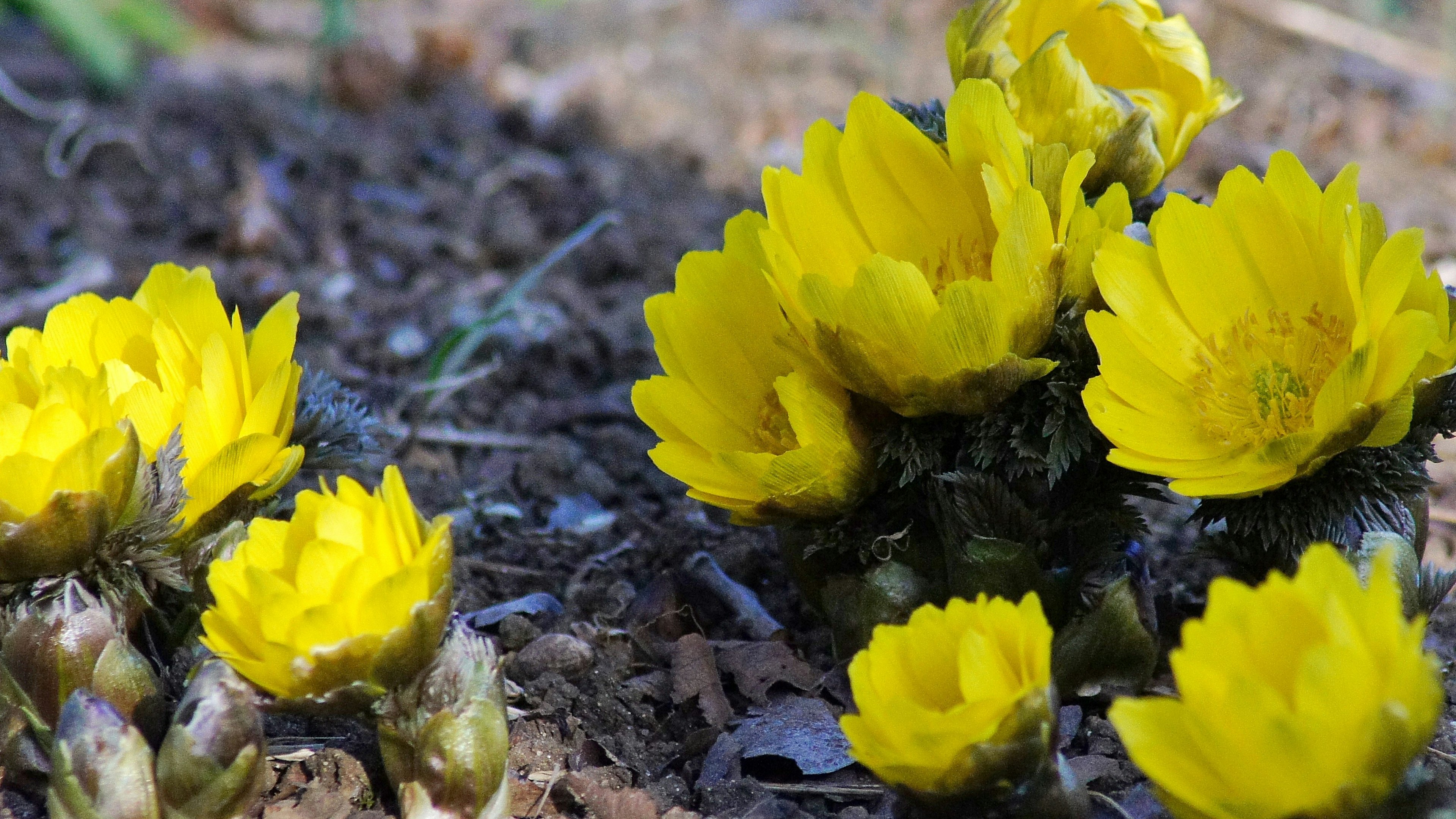 Primo piano di fiori gialli vivaci che sbocciano sul terreno