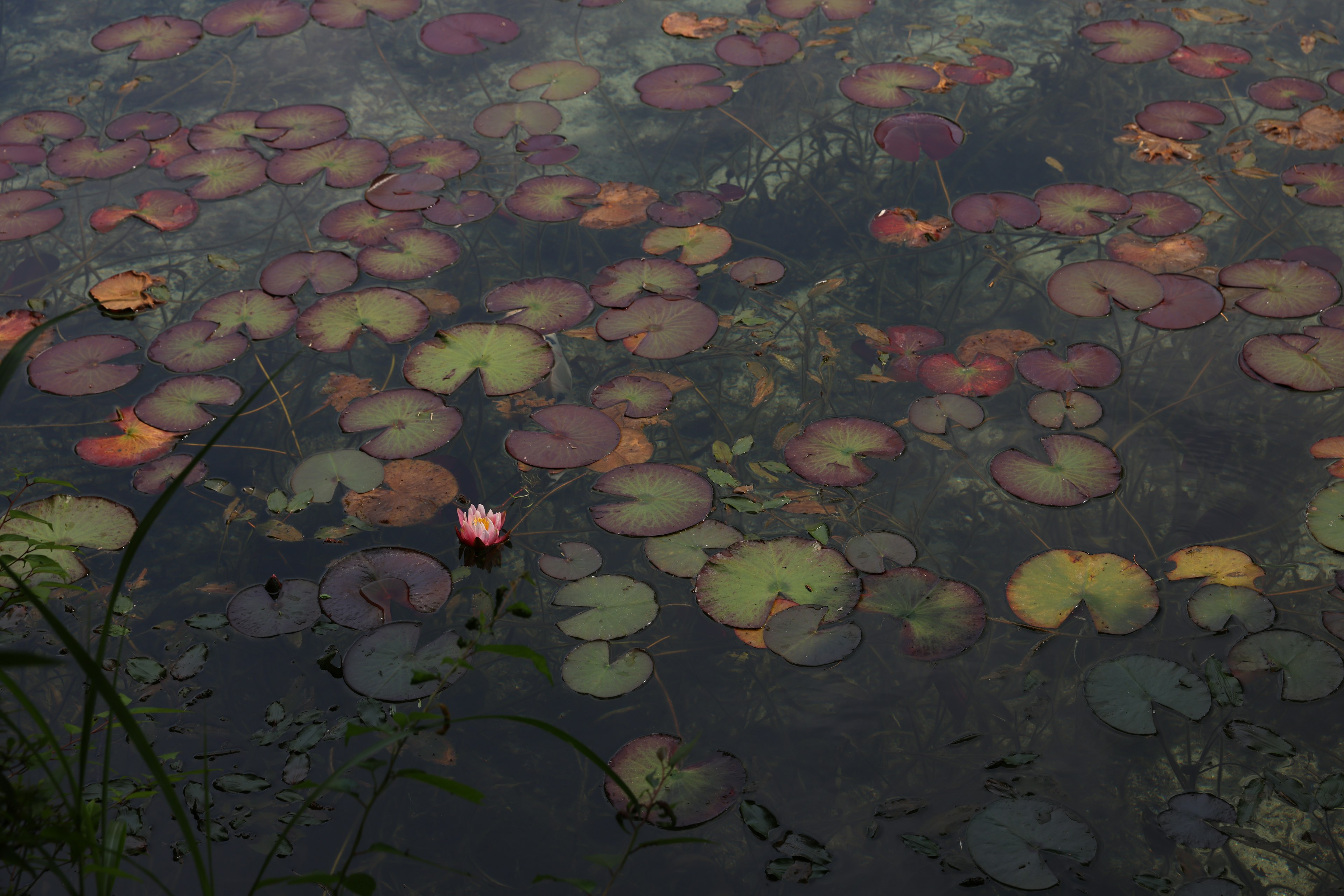 Superficie d'acqua coperta di foglie di ninfea e un singolo fiore rosa