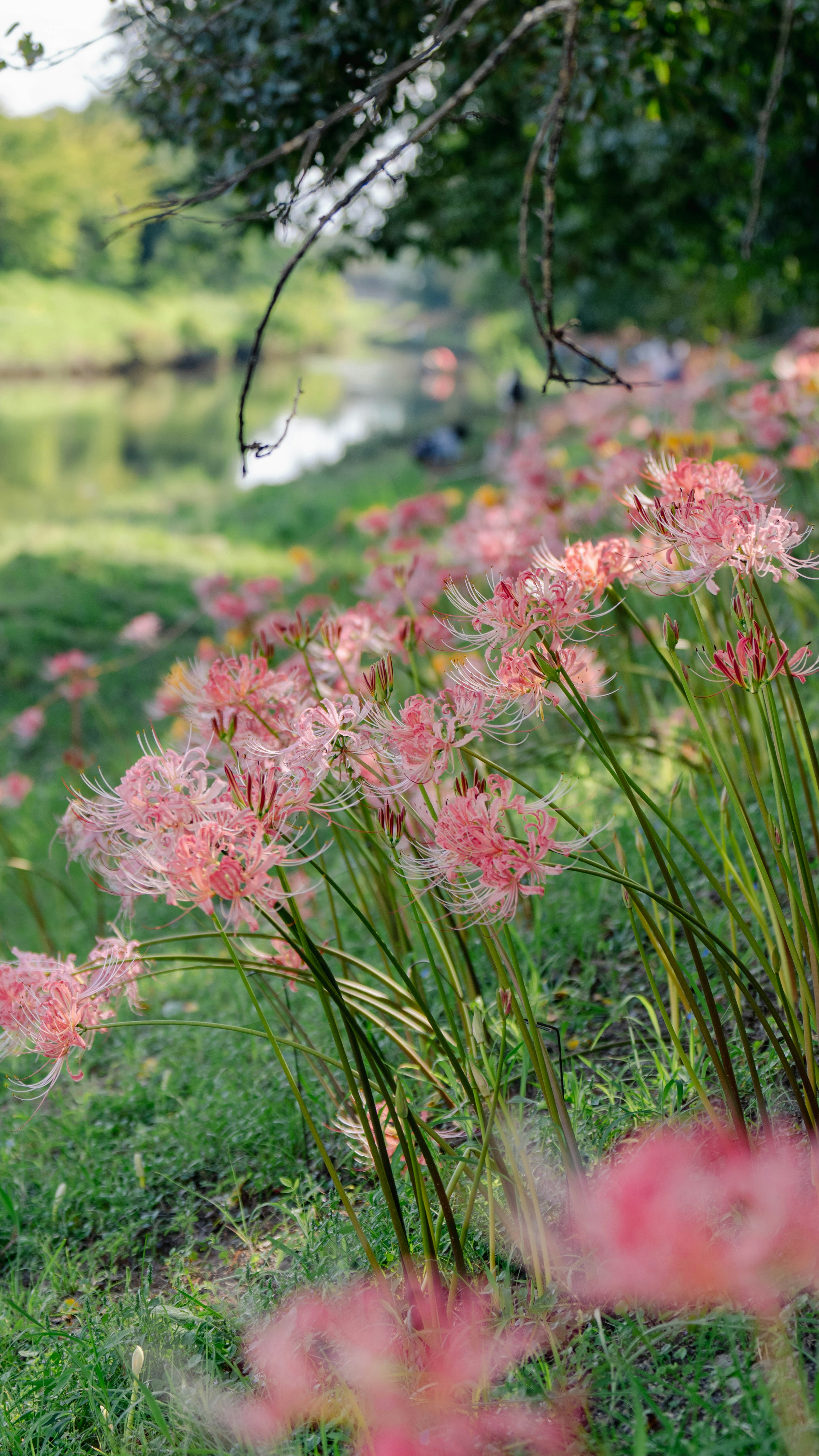 ภาพทิวทัศน์ริมแม่น้ำที่มีดอกไม้สีชมพูบาน