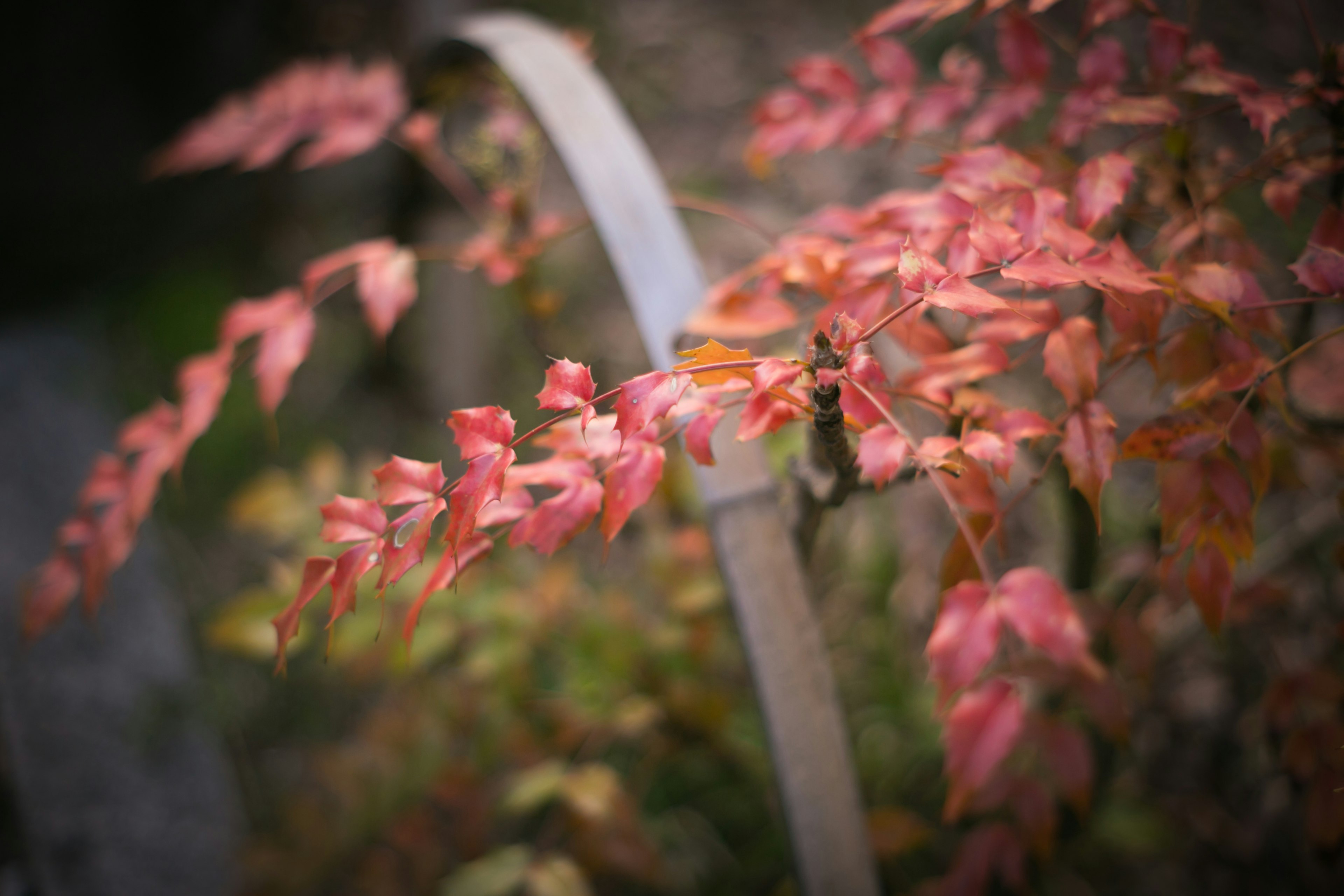 Feuilles délicates d'automne en nuances de rose et d'orange avec un arrière-plan flou