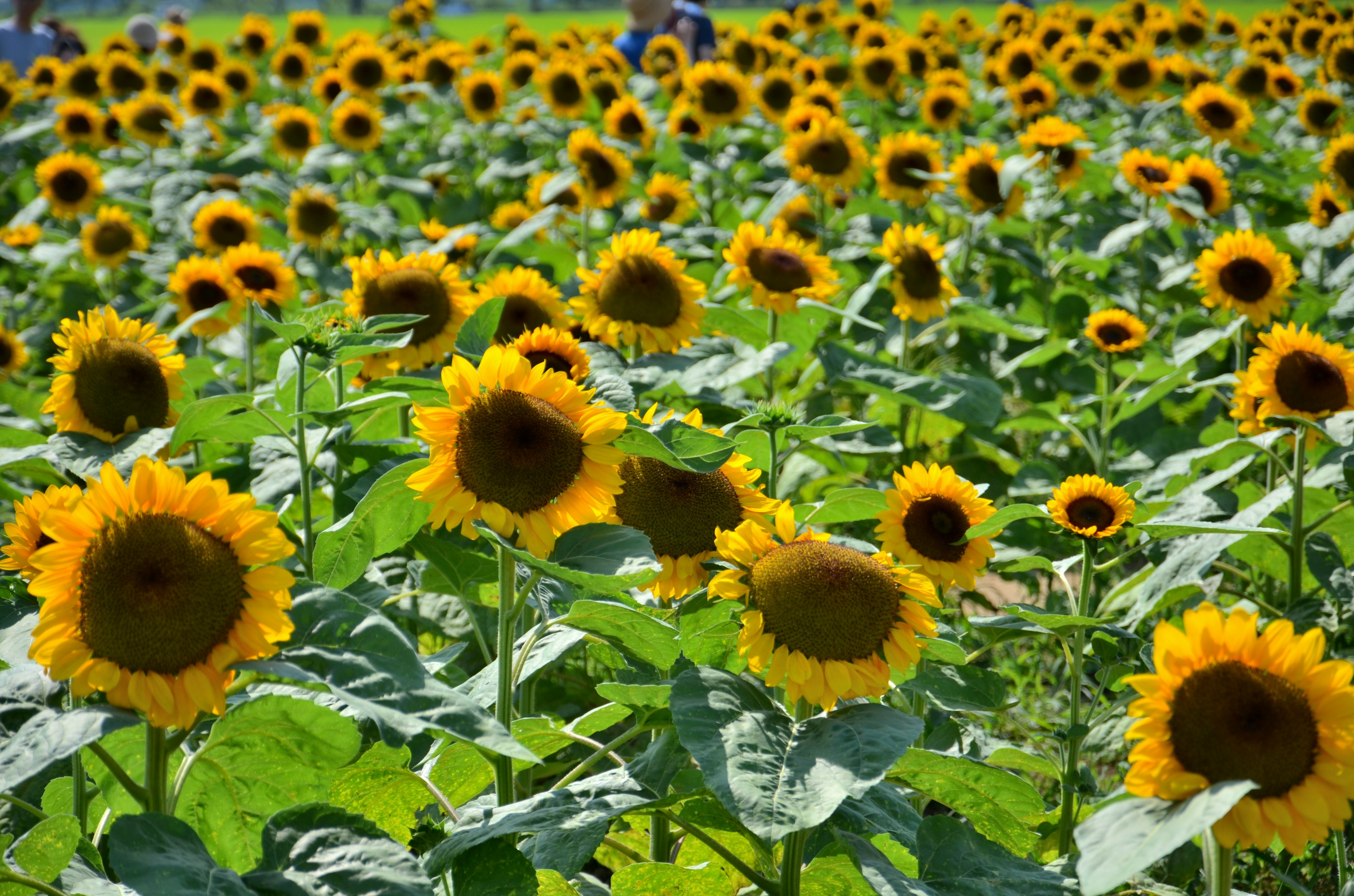 A vibrant sunflower field with blooming yellow sunflowers