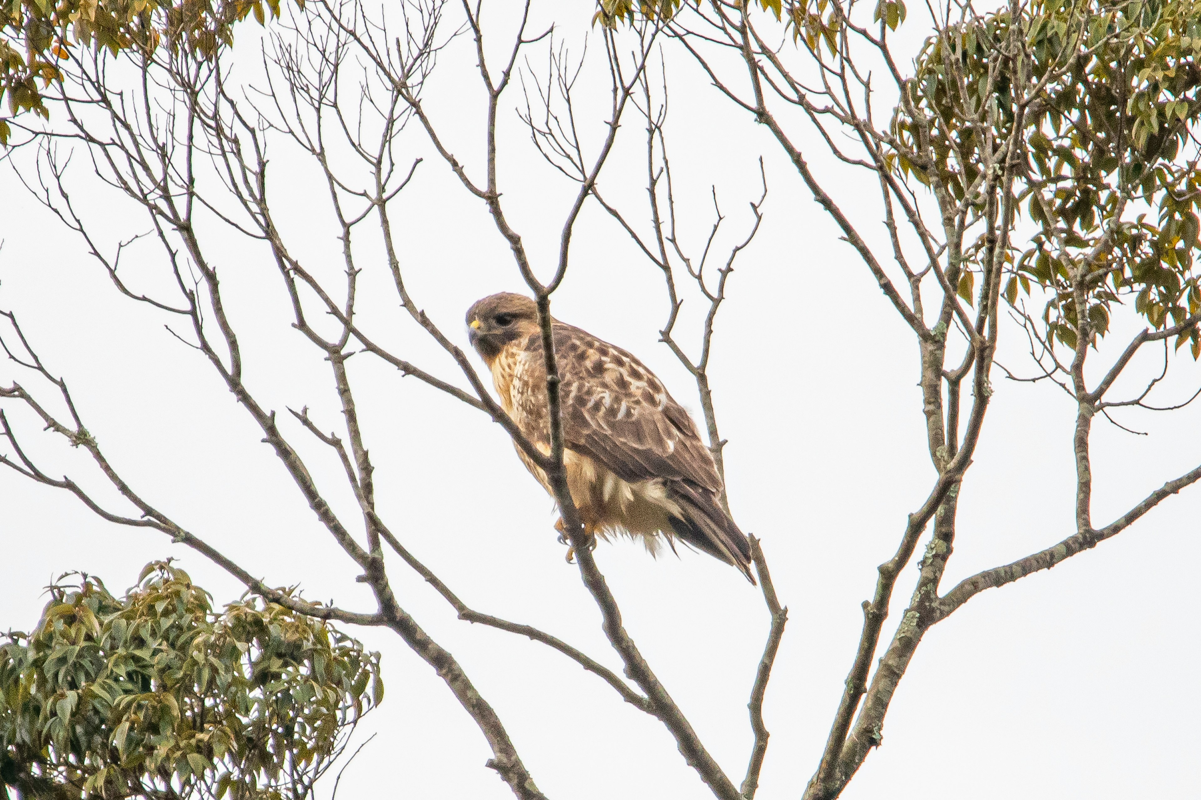 Un falco appollaiato sui rami di un albero