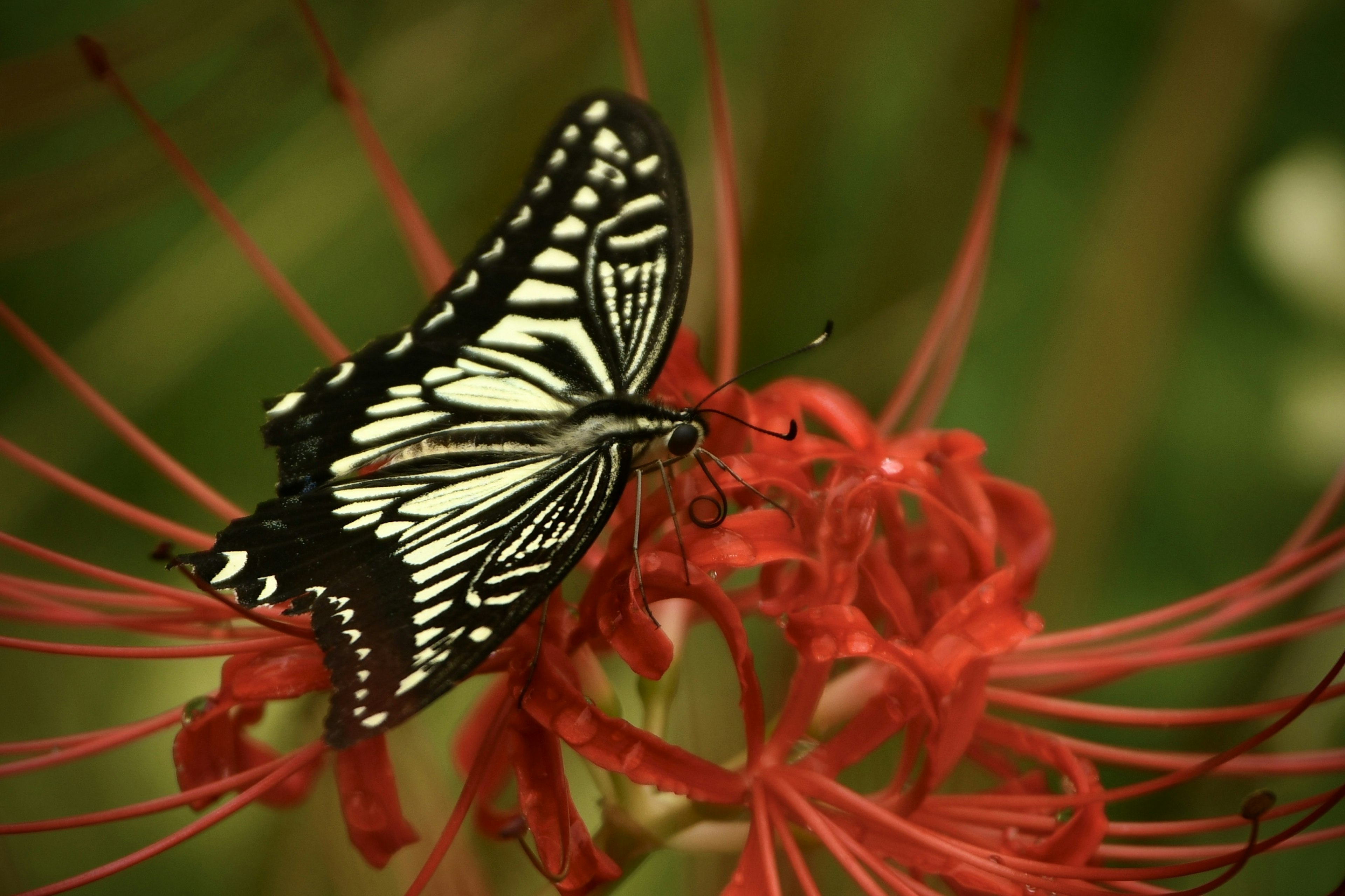 Schwarz-weißer Schmetterling, der auf einer lebhaften roten Blume sitzt