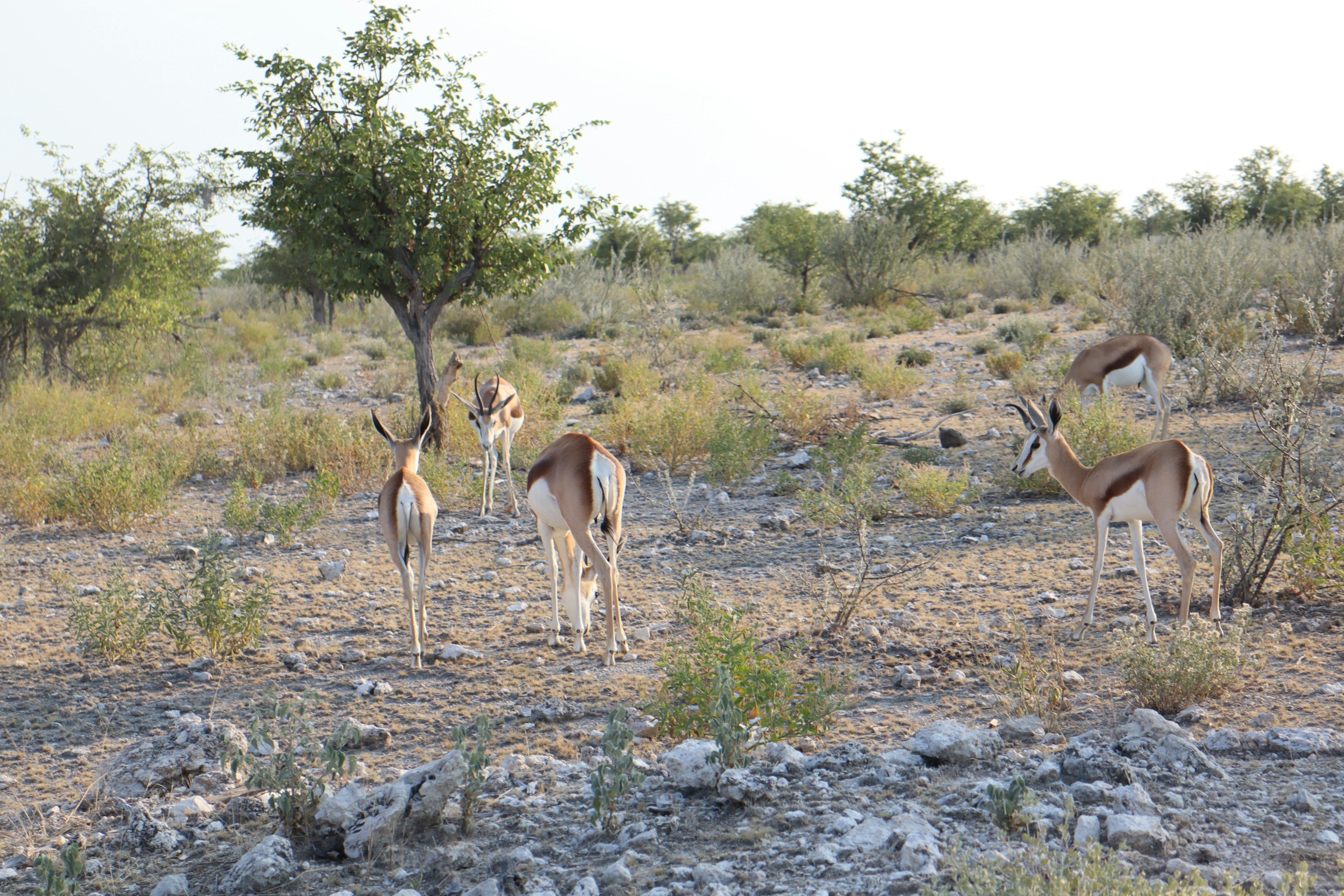 Un troupeau de gazelles broutant dans une prairie sèche