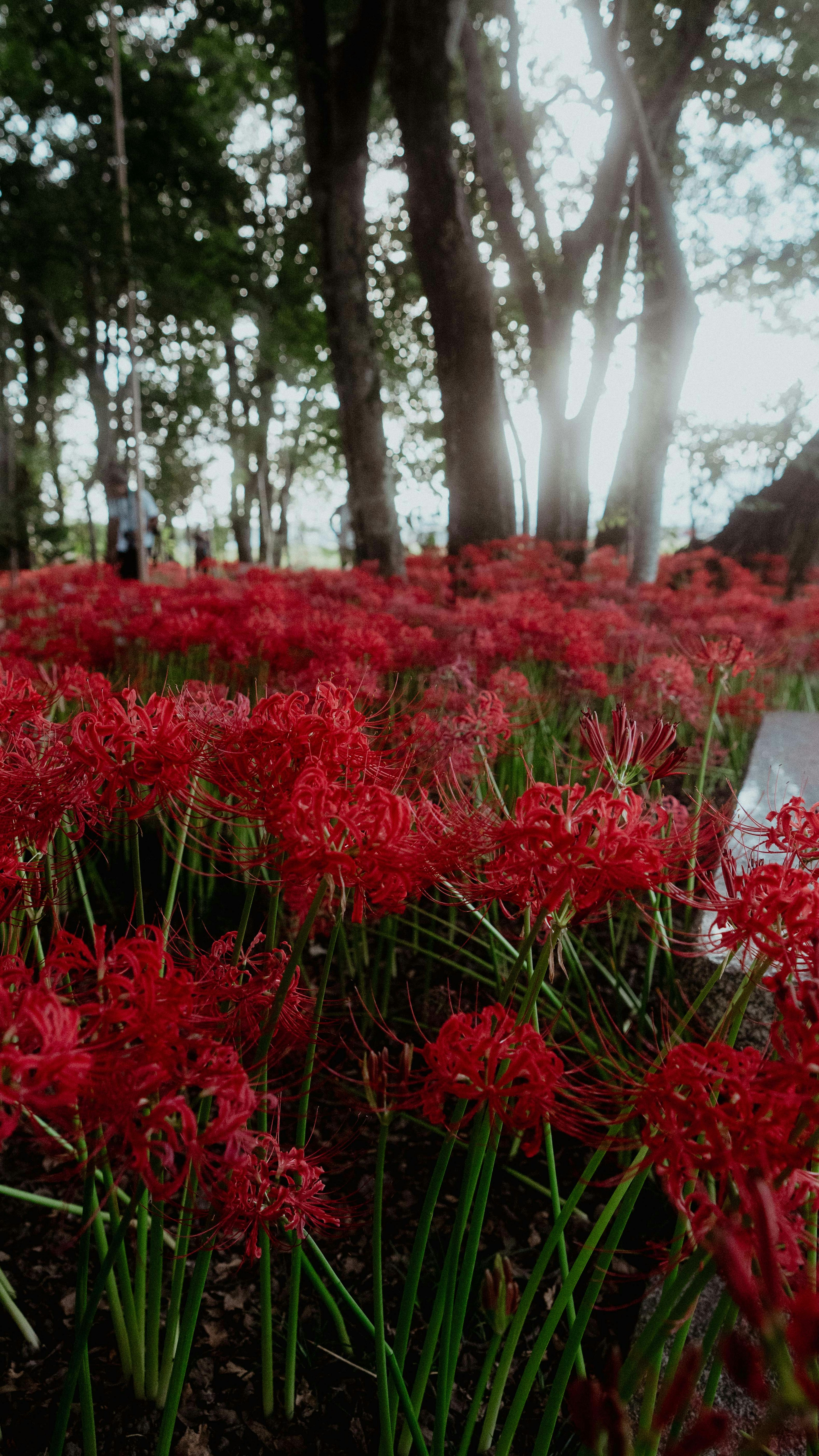 Una escena de bosque con lirios rojos en flor y luz filtrándose a través de los árboles