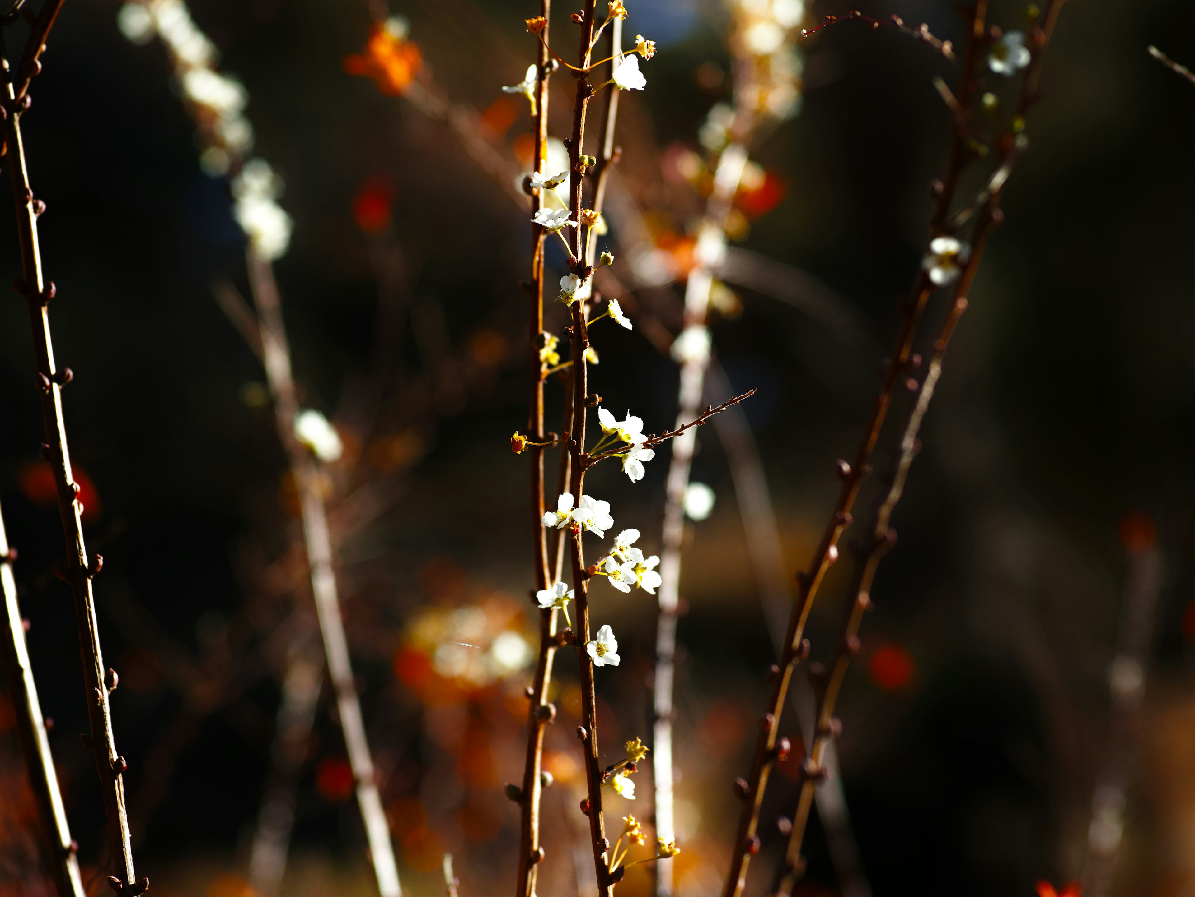 Thin branches with white flowers against a bright background