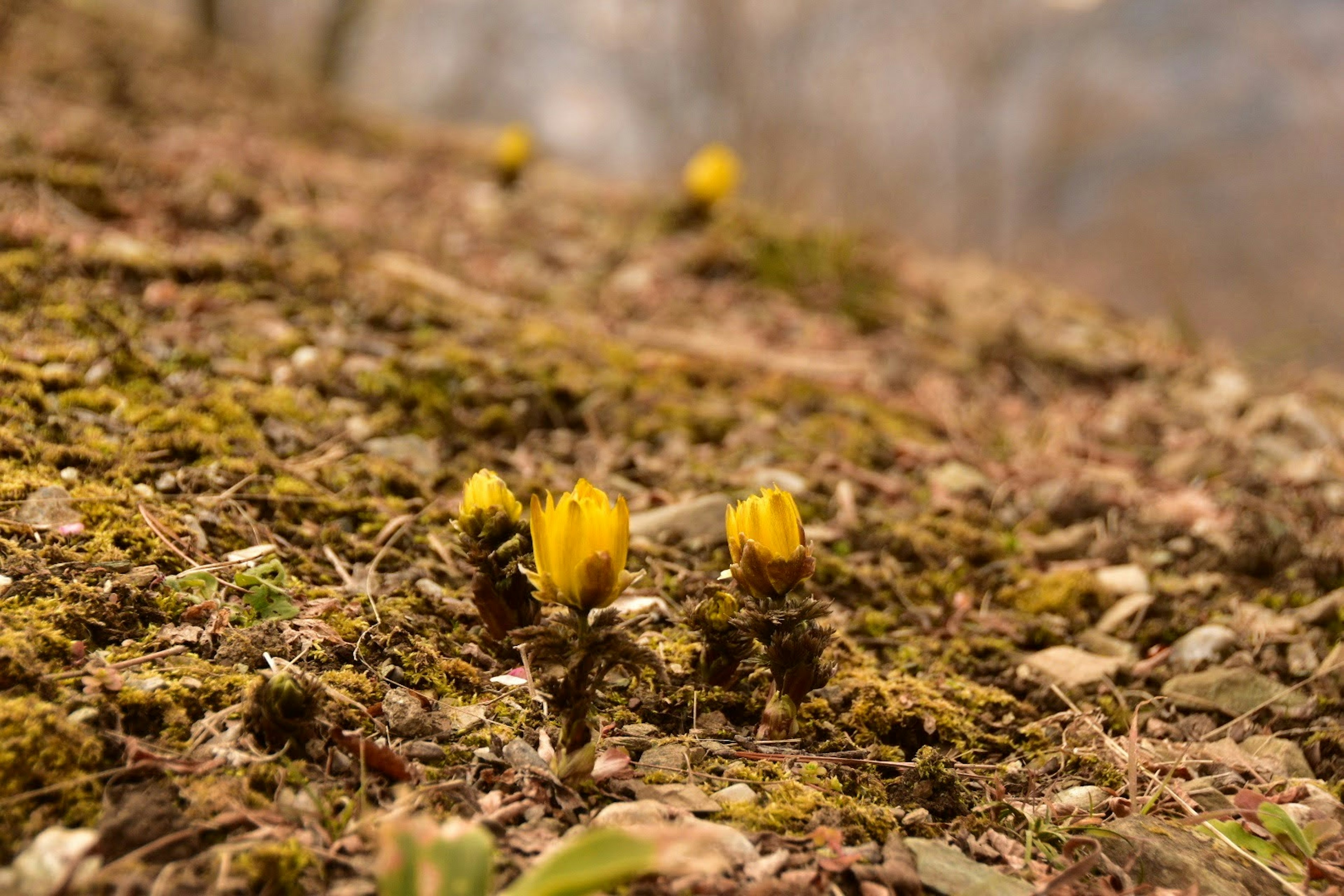 Fiori gialli che spuntano dal terreno segnalando l'arrivo della primavera