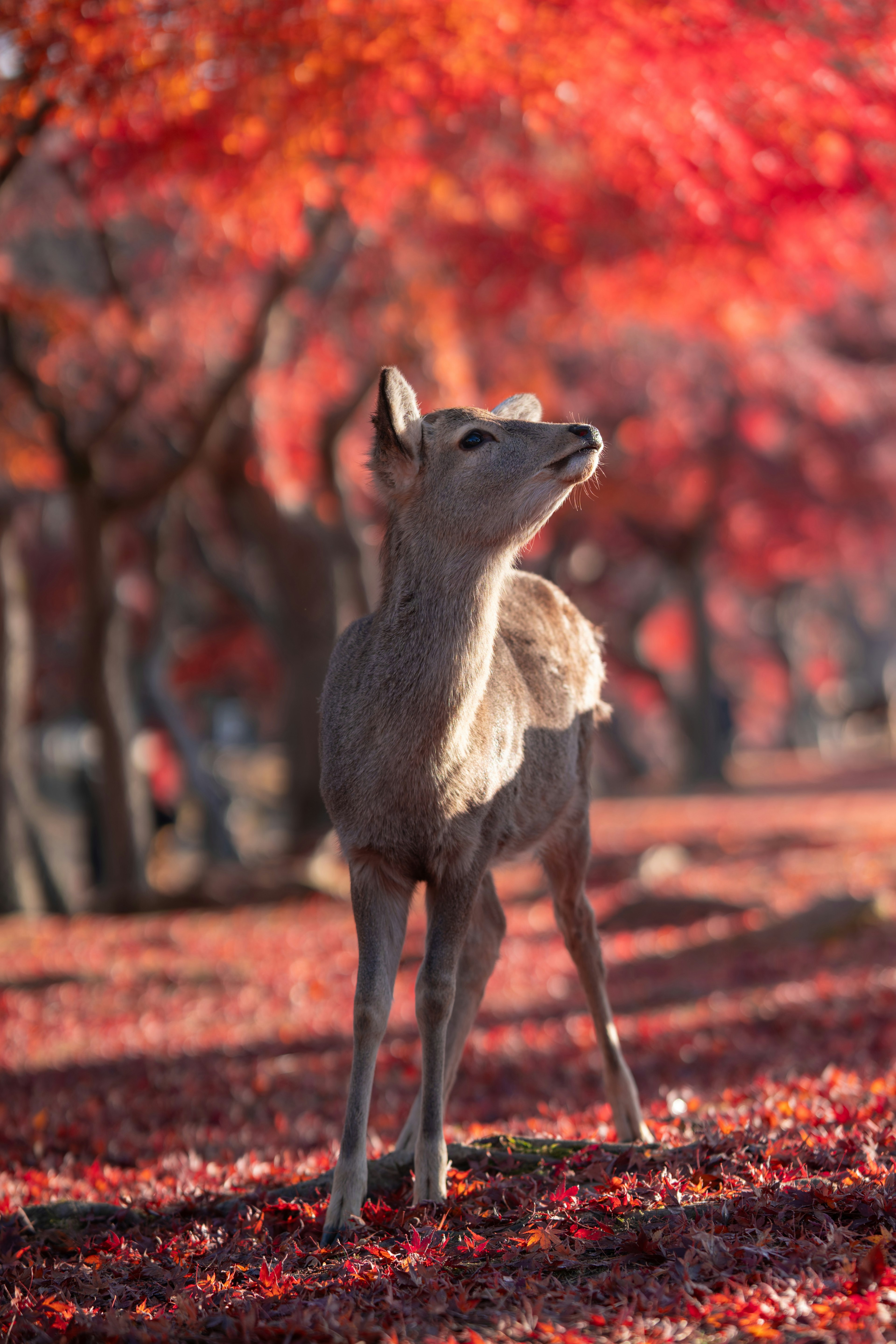 秋の紅葉の中で立つ鹿の姿