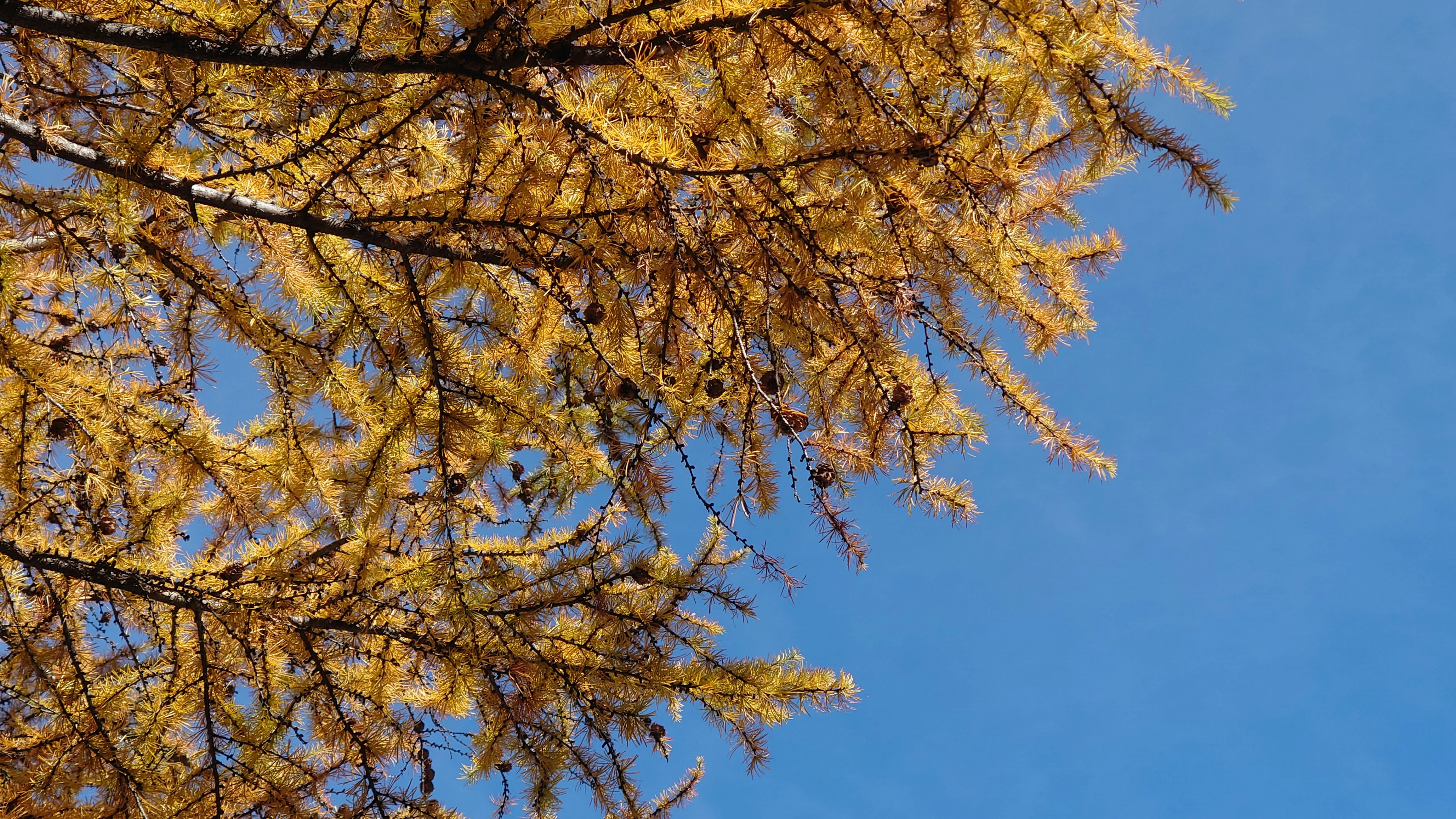 Hojas amarillas de un árbol contra un cielo azul