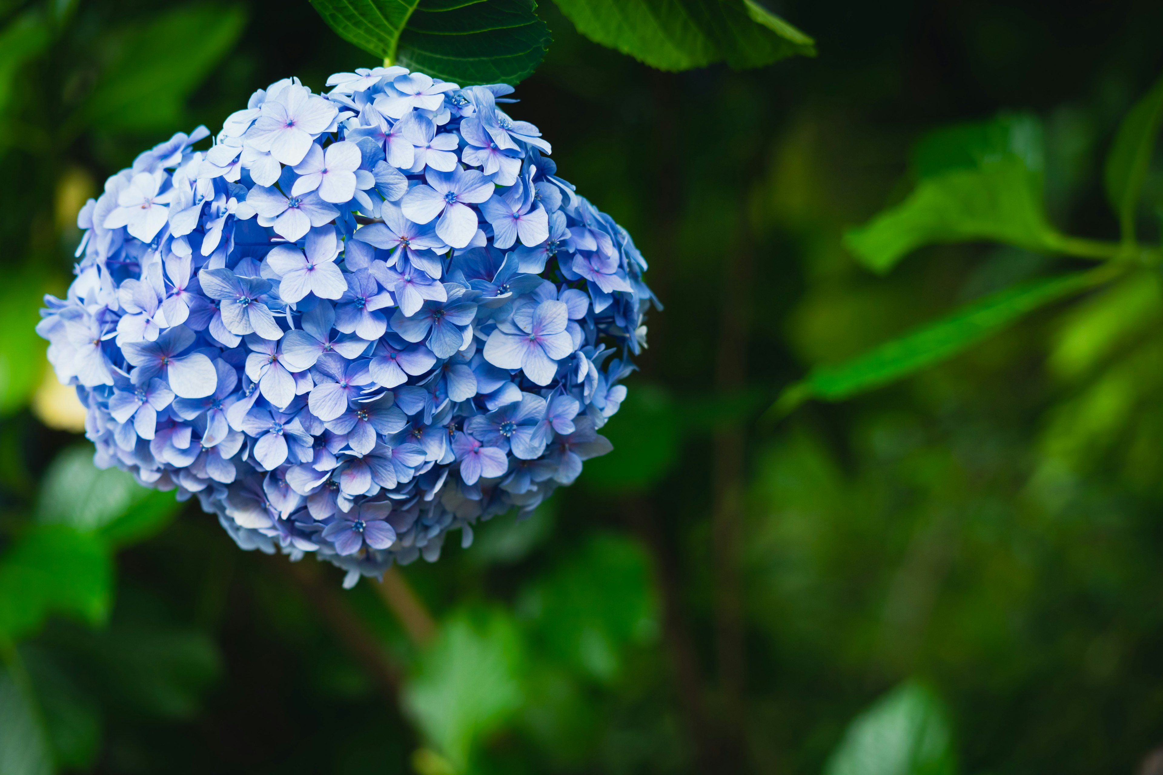 Flor de hortensia azul rodeada de hojas verdes