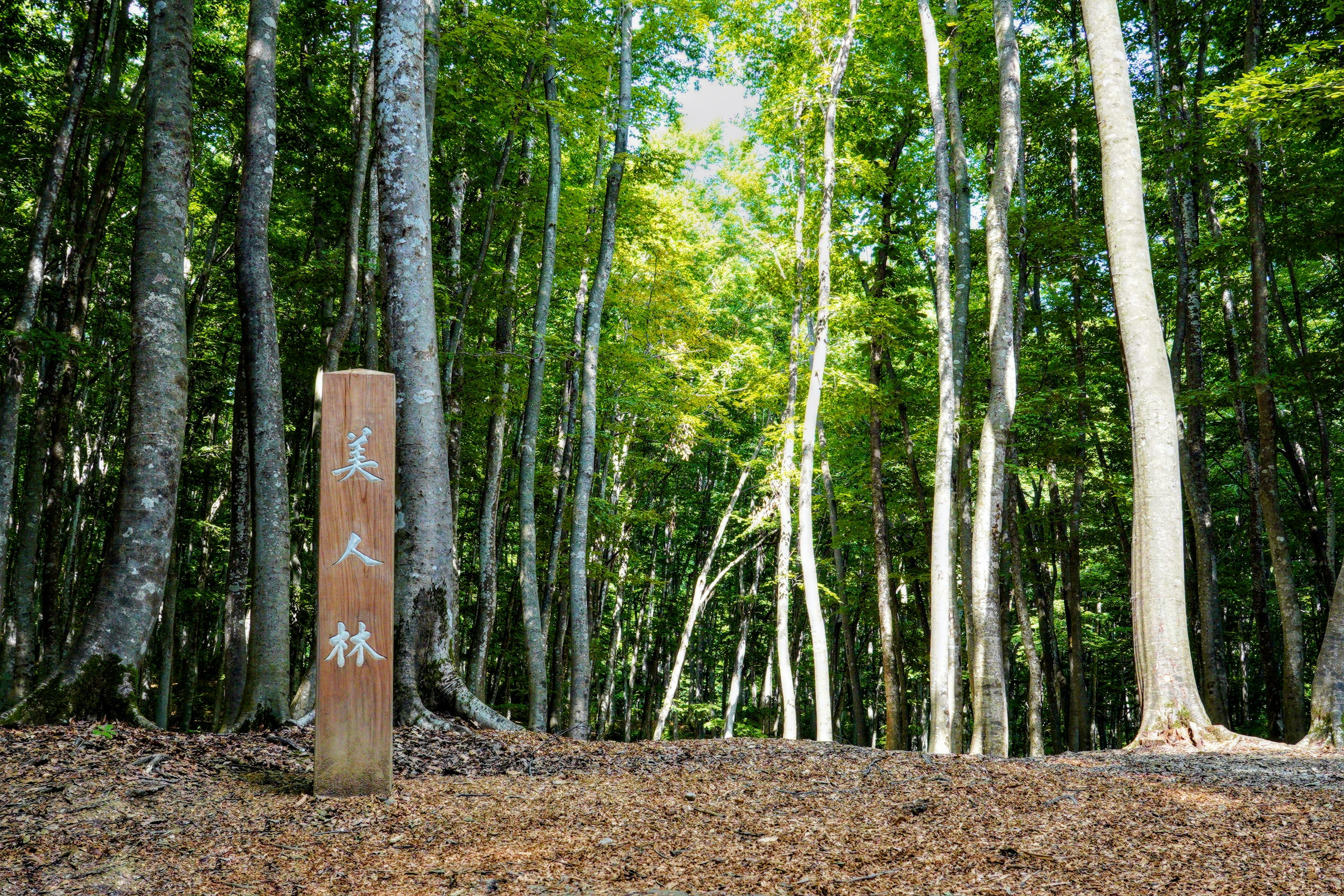 Cartello in una foresta verdeggiante con alberi alti