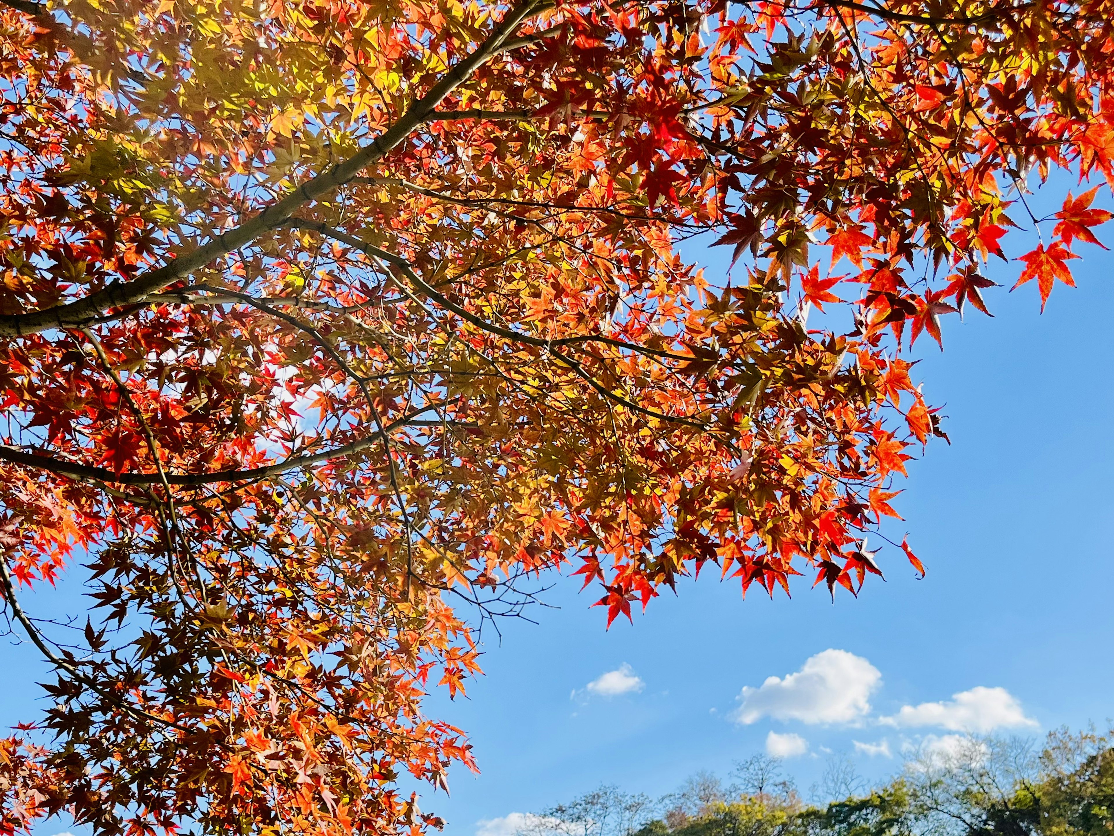 Vibrant autumn leaves against a blue sky