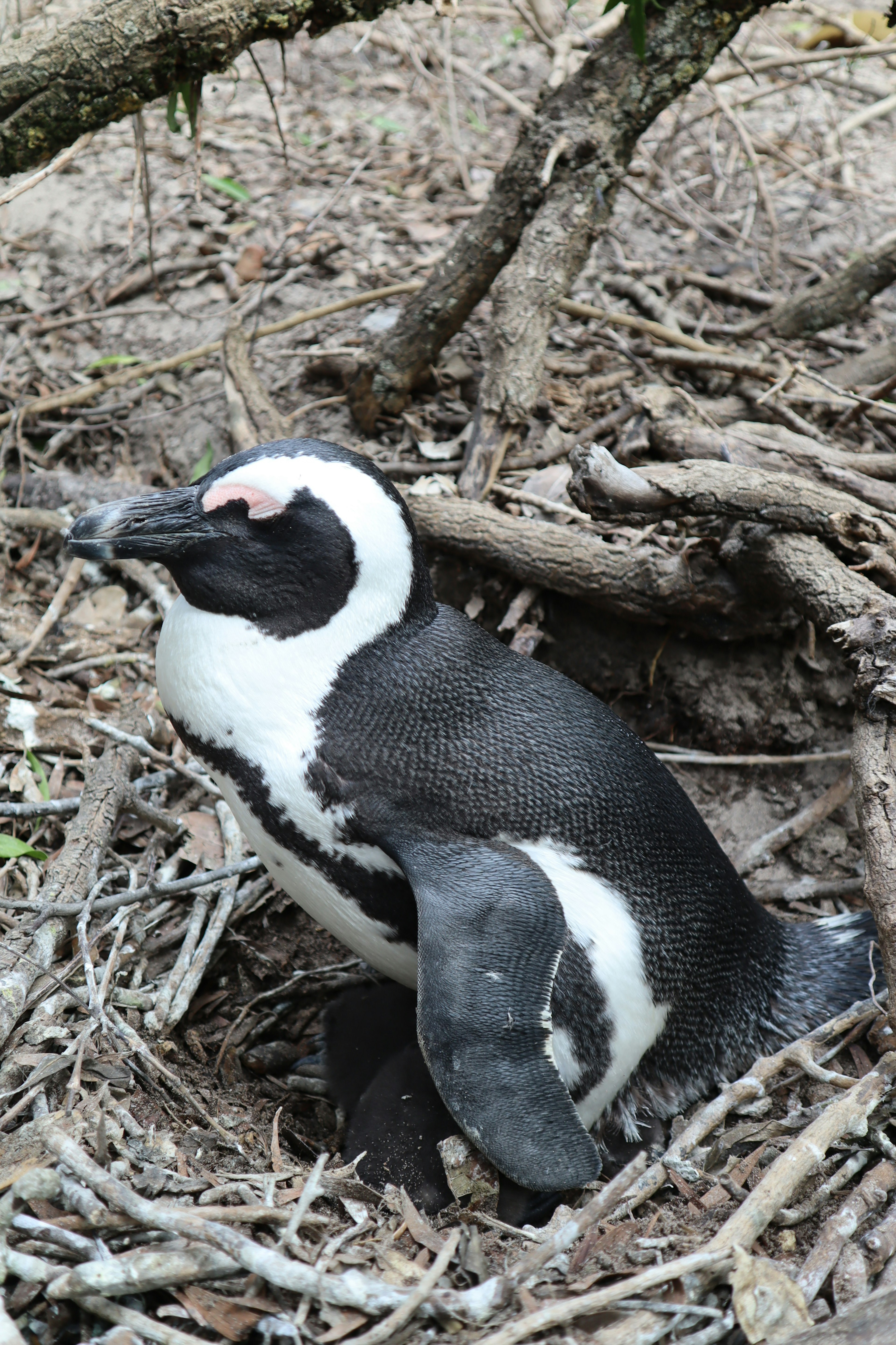 A black and white penguin near its nest