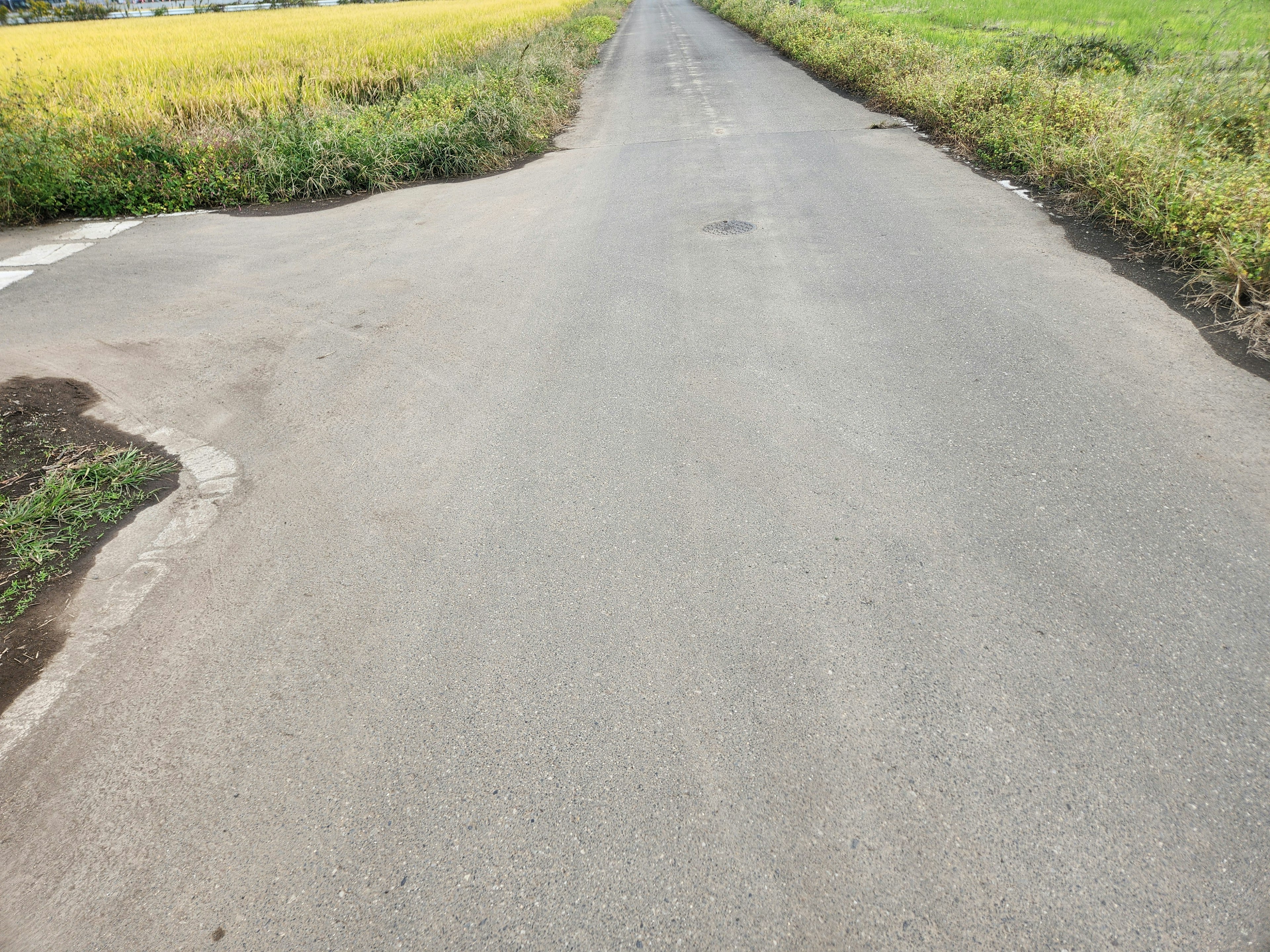 Paved road with lush green grass and yellow rice field on the side