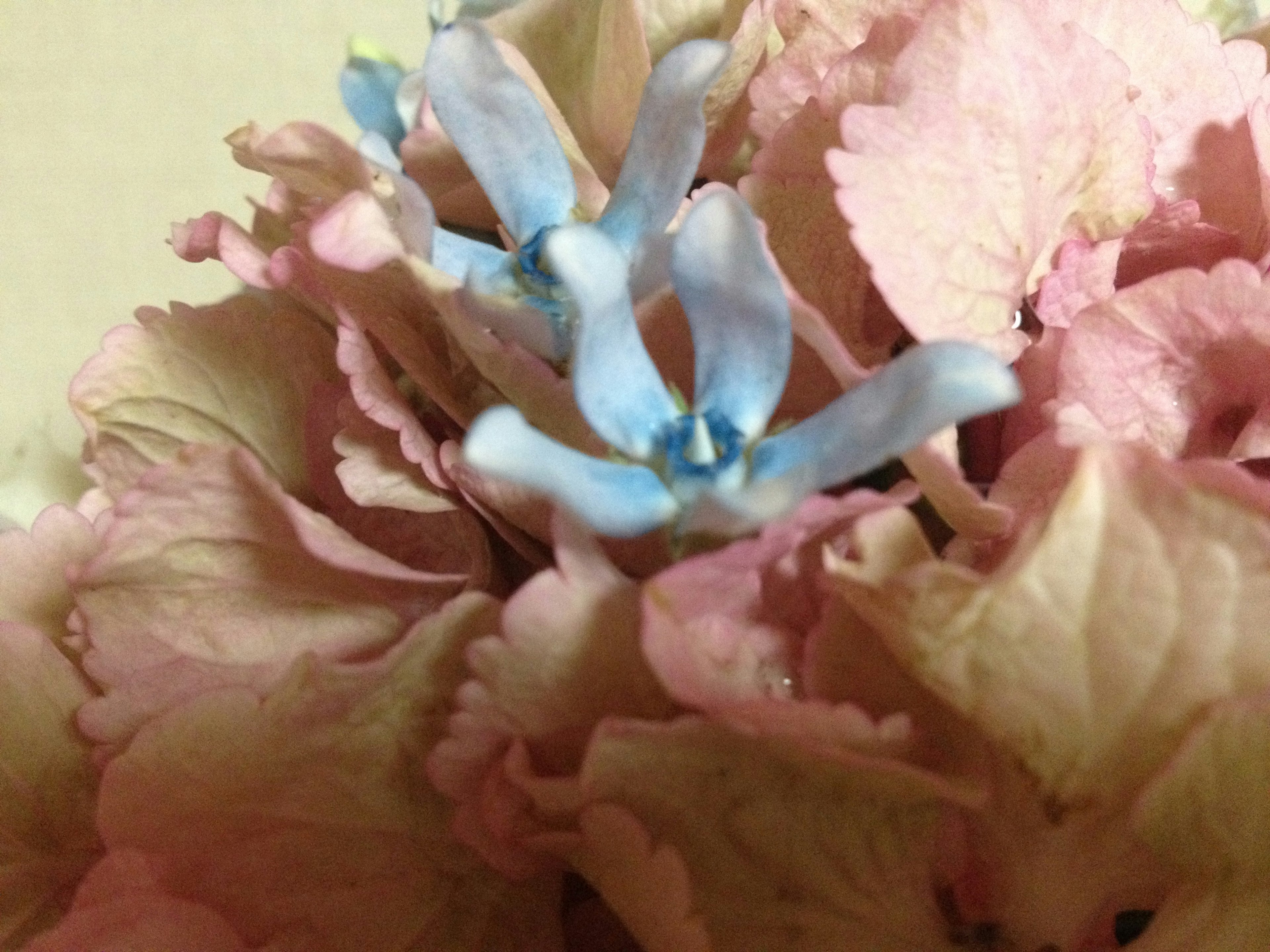 Close-up of beautiful flowers with soft blue and pink petals