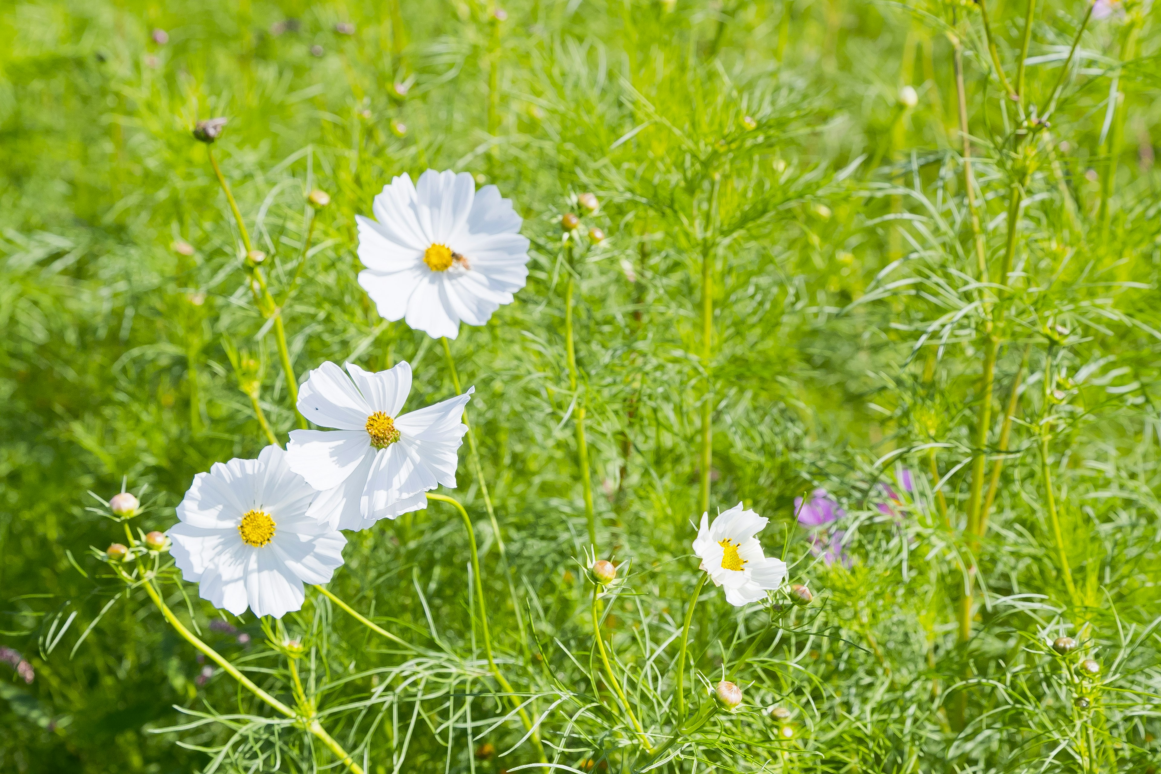 Weiße Kosmosblumen blühen zwischen grünem Laub