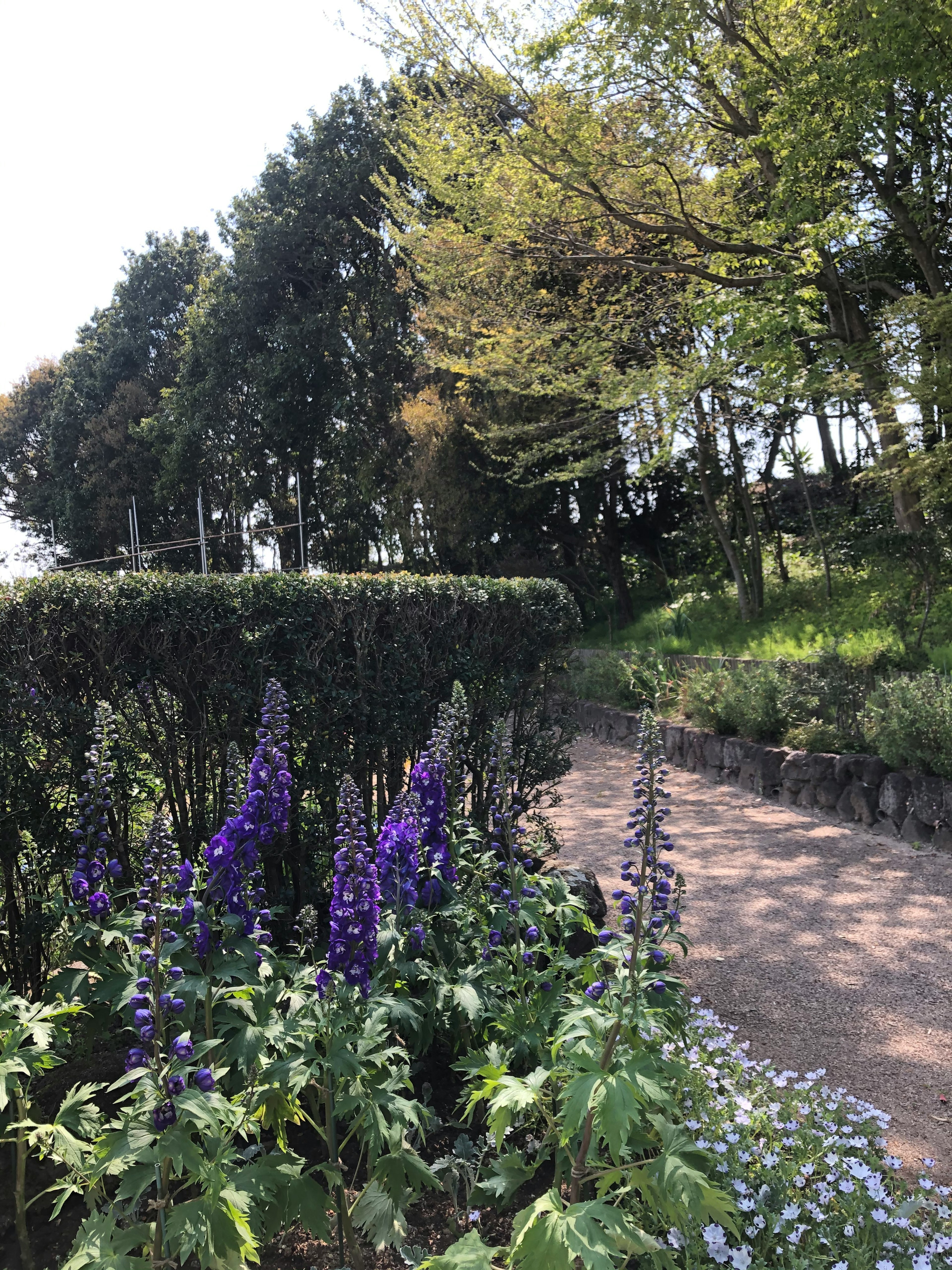 色とりどりの花が咲く道と緑の木々が並ぶ風景