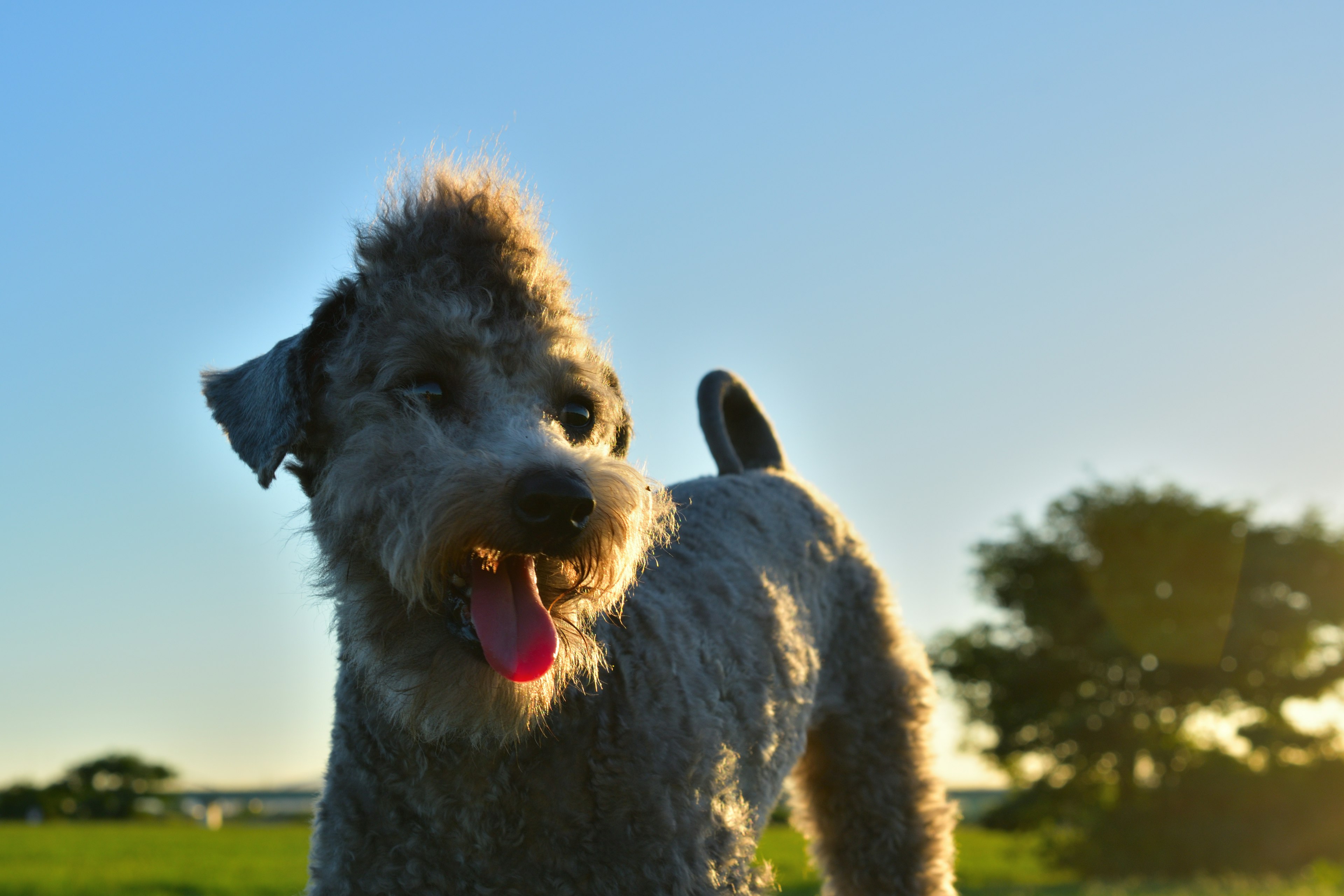 Ein glücklicher Hund steht unter einem blauen Himmel