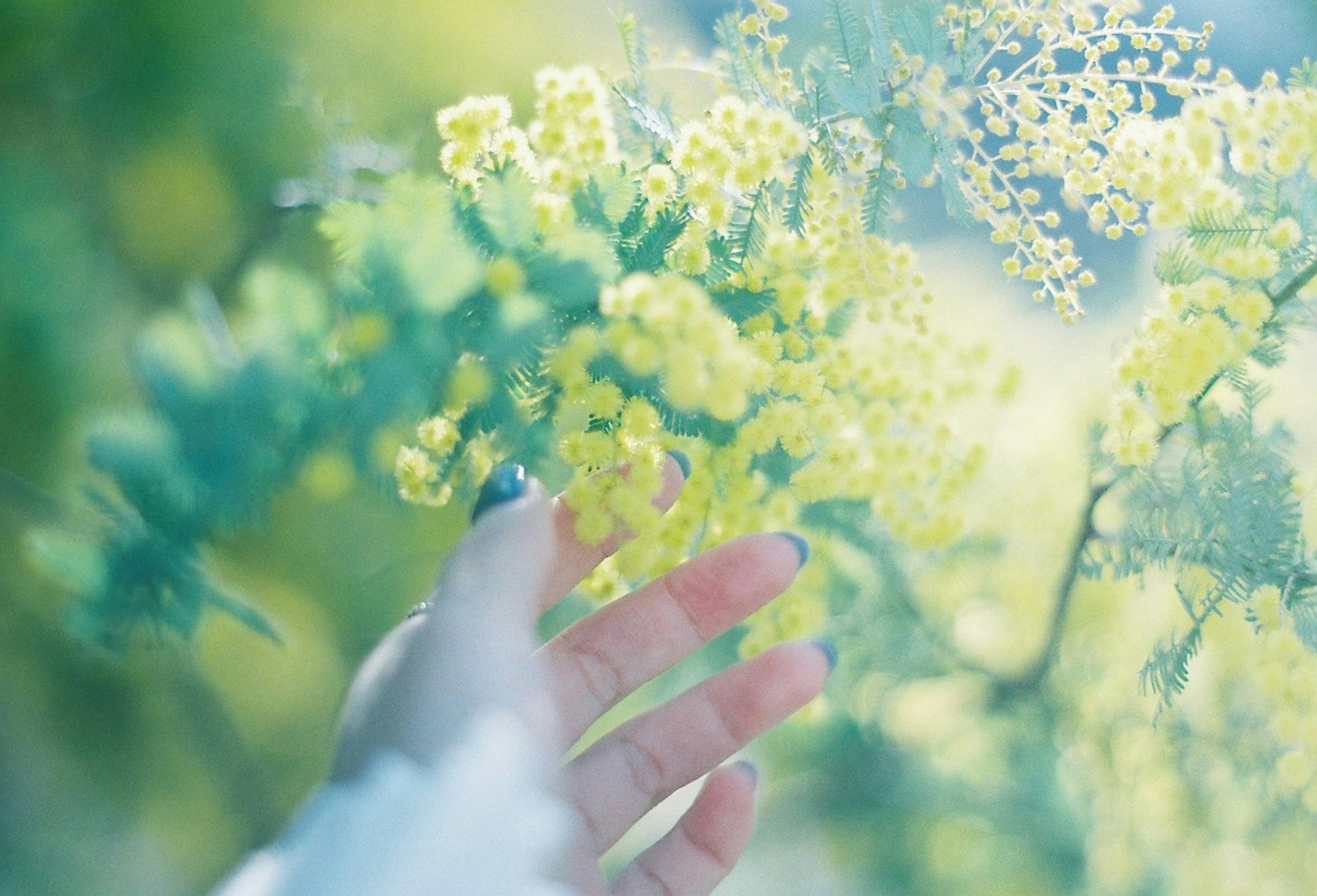 手が黄色い花に触れている柔らかい緑の背景