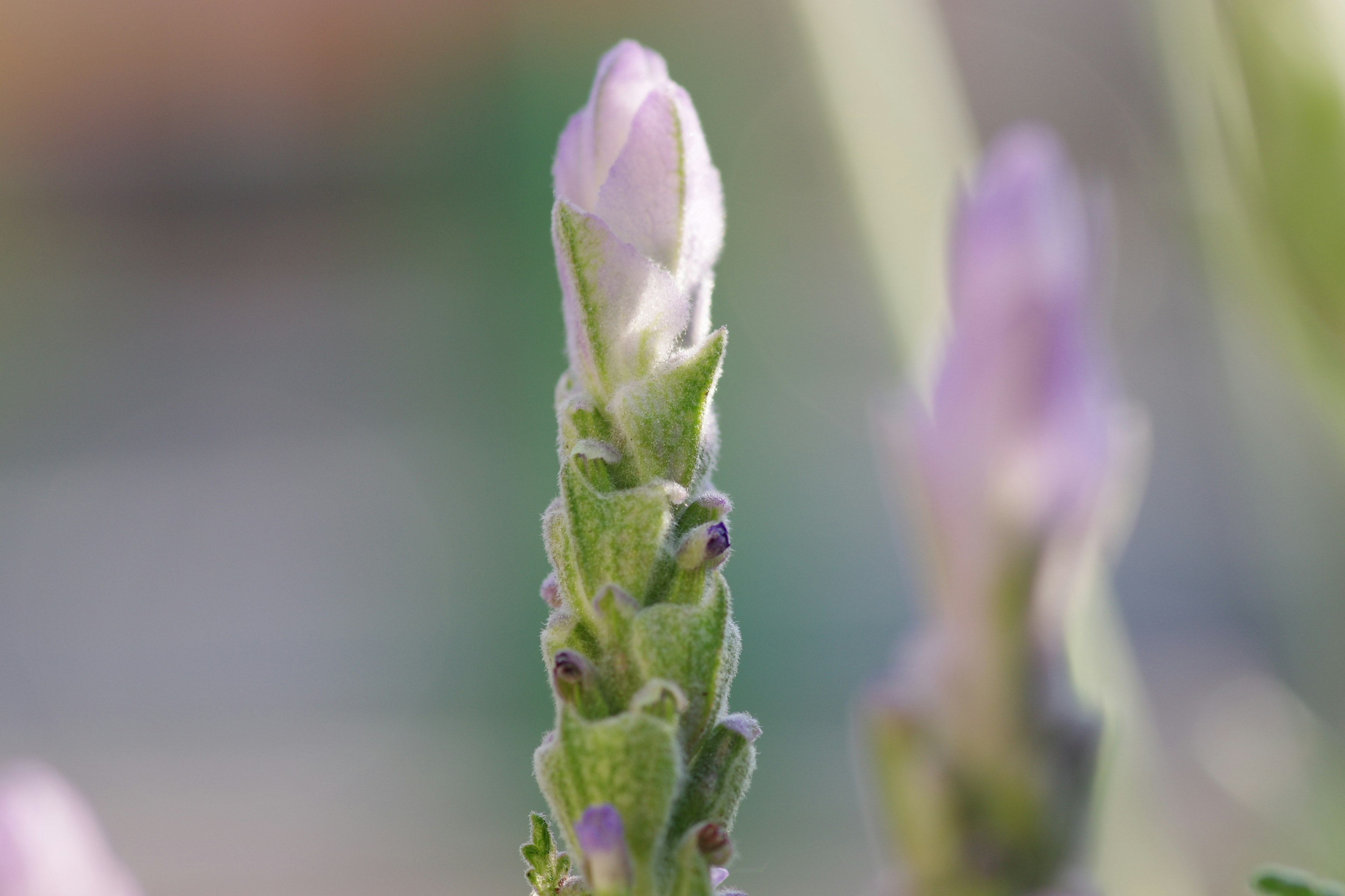 Nahaufnahme eines lila Blumenknospe