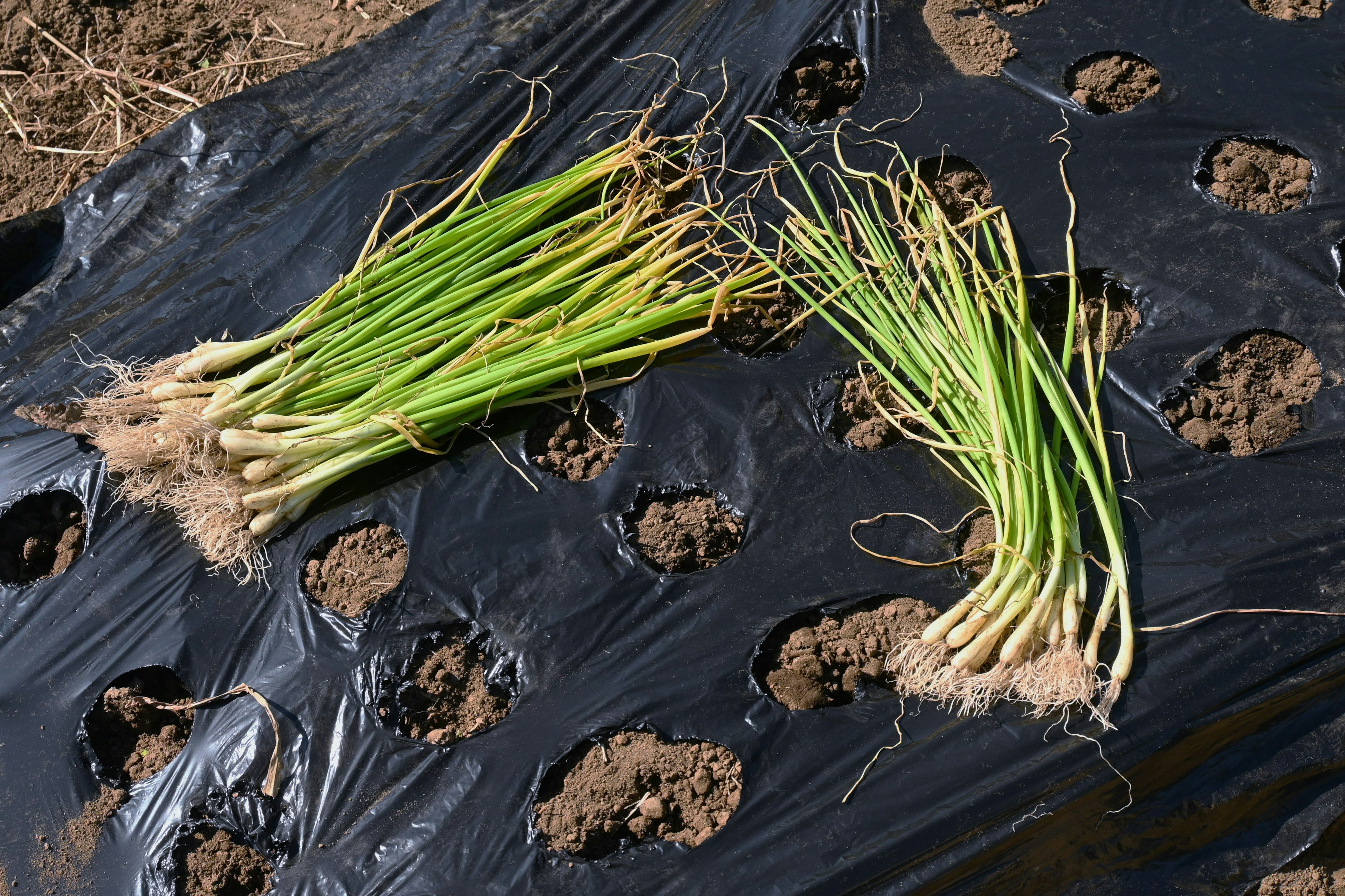 Bundles of green onions placed on black film