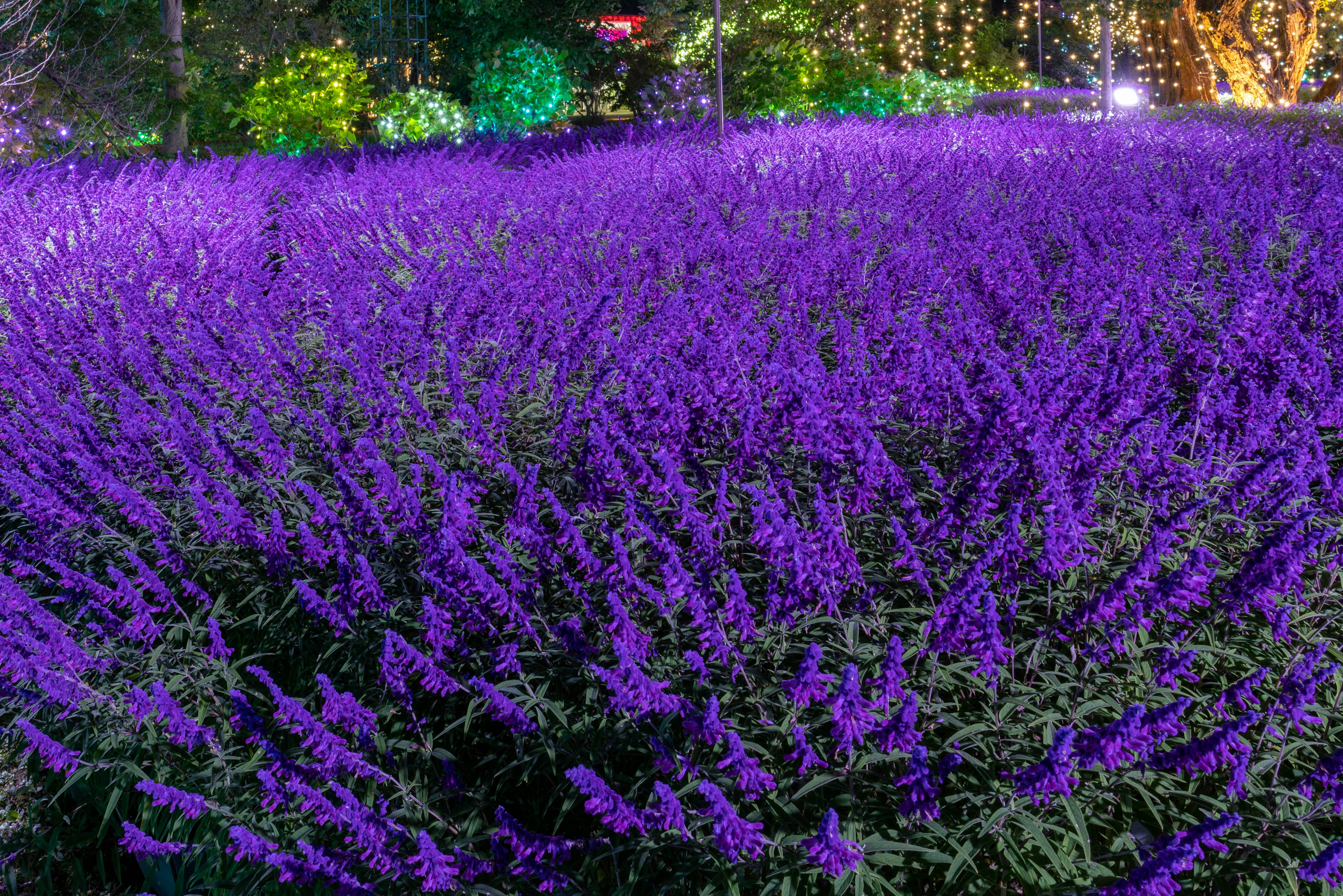 Beautiful landscape with a field of purple flowers and illuminated trees in the background