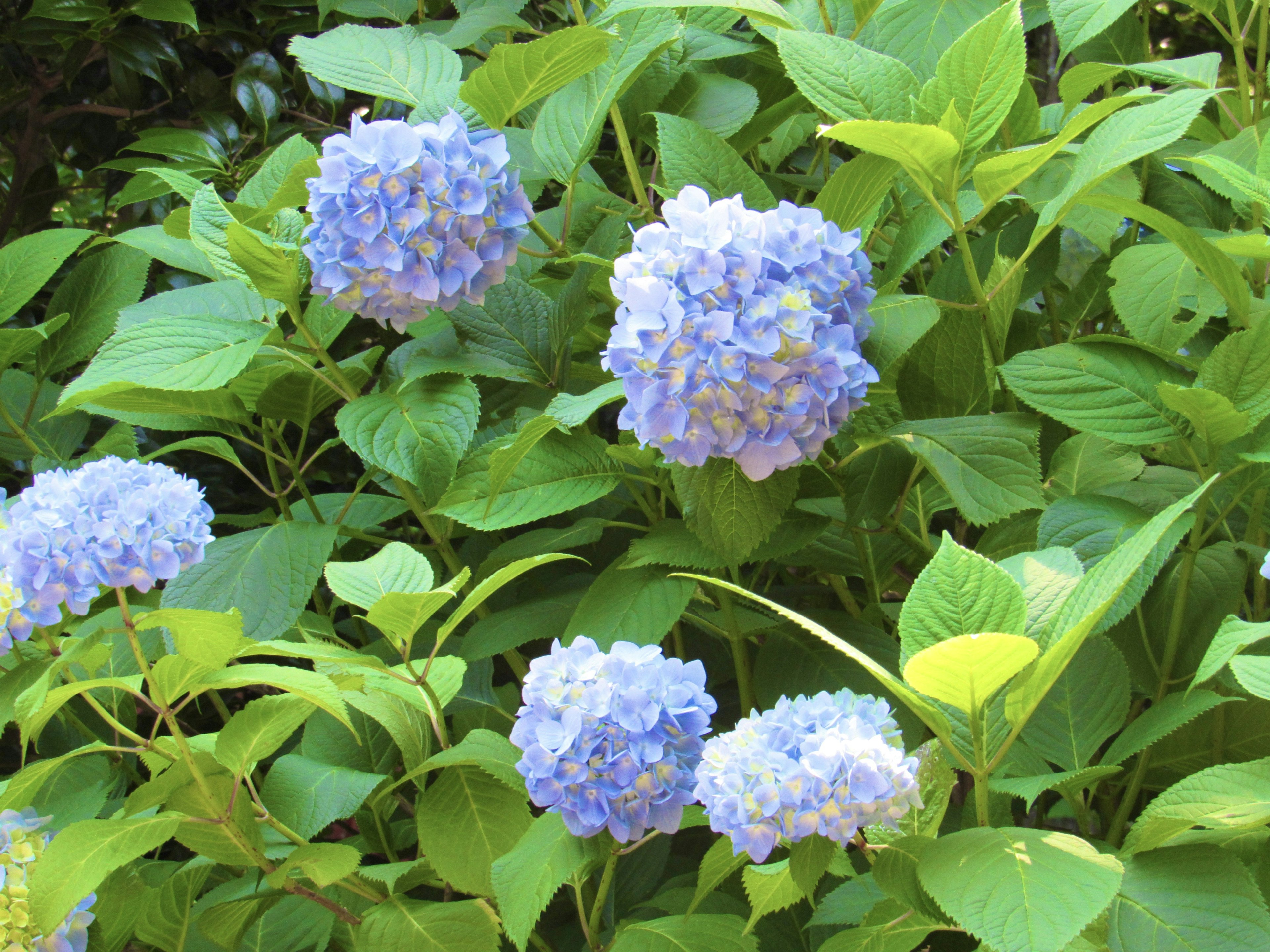 Blaue Hortensienblüten umgeben von üppigem grünem Laub