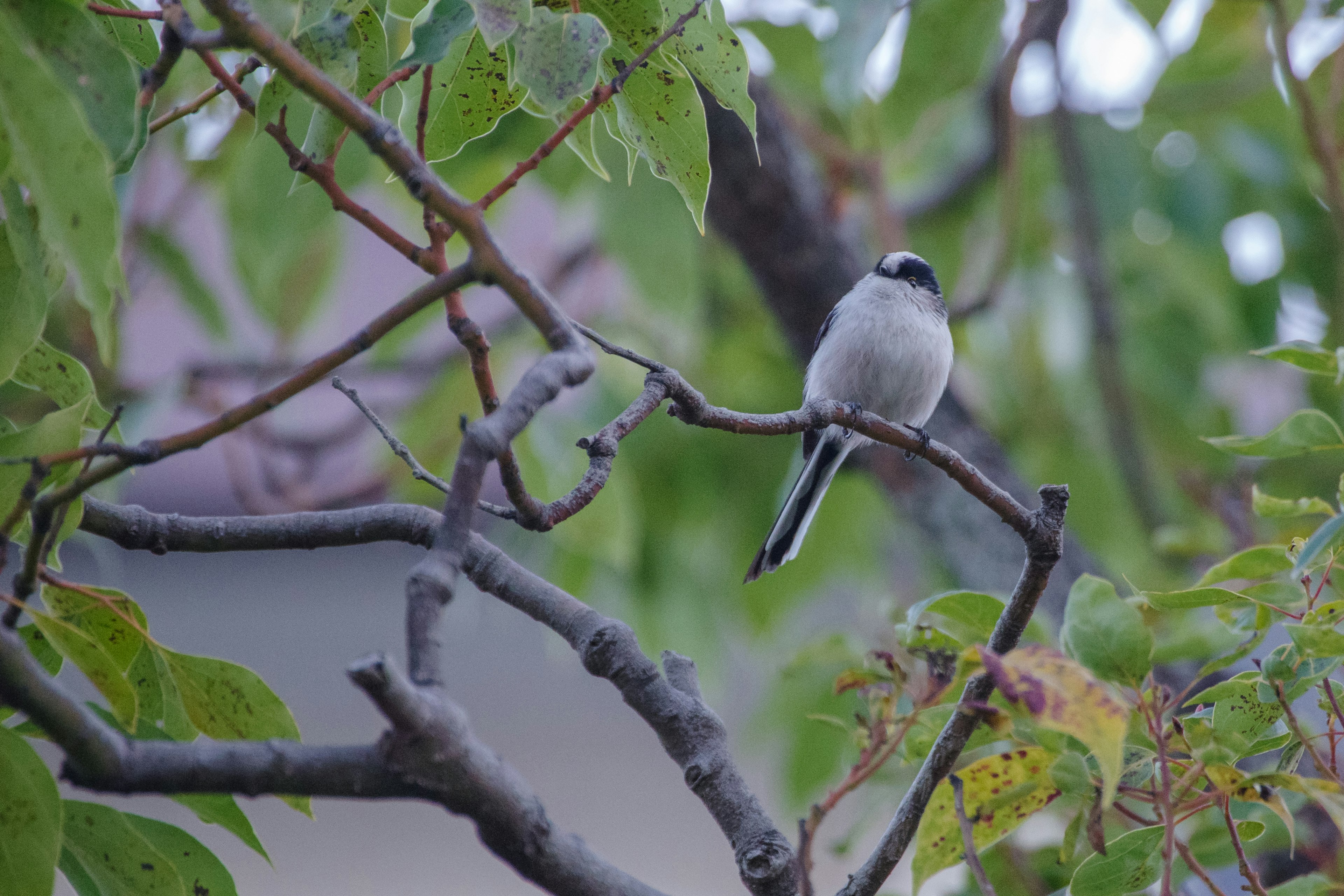 Ein kleiner Vogel, der auf einem Ast sitzt, umgeben von grünen Blättern in einer ruhigen Umgebung