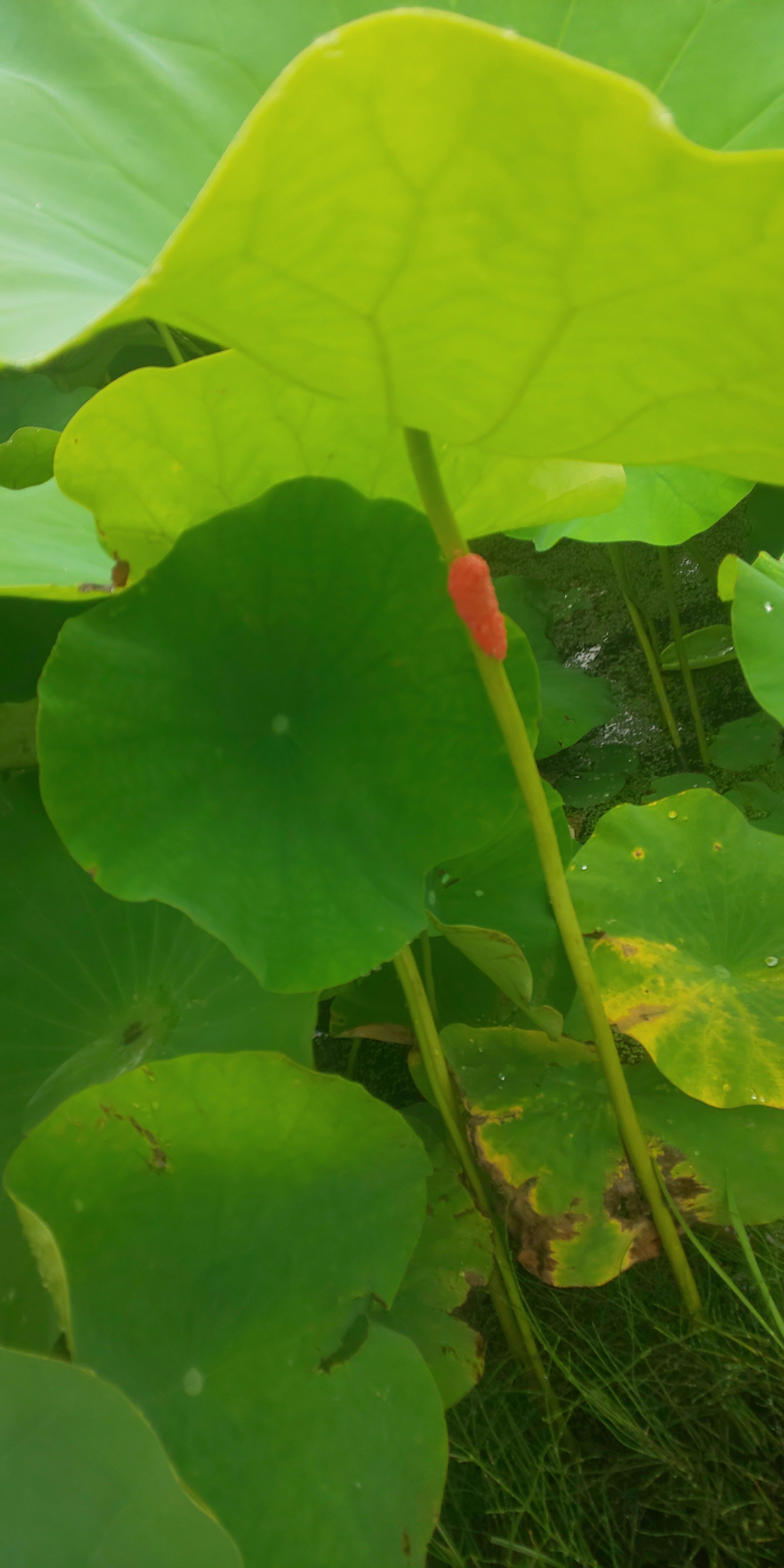 緑色の大きな葉と赤い蕾が見える蓮の植物