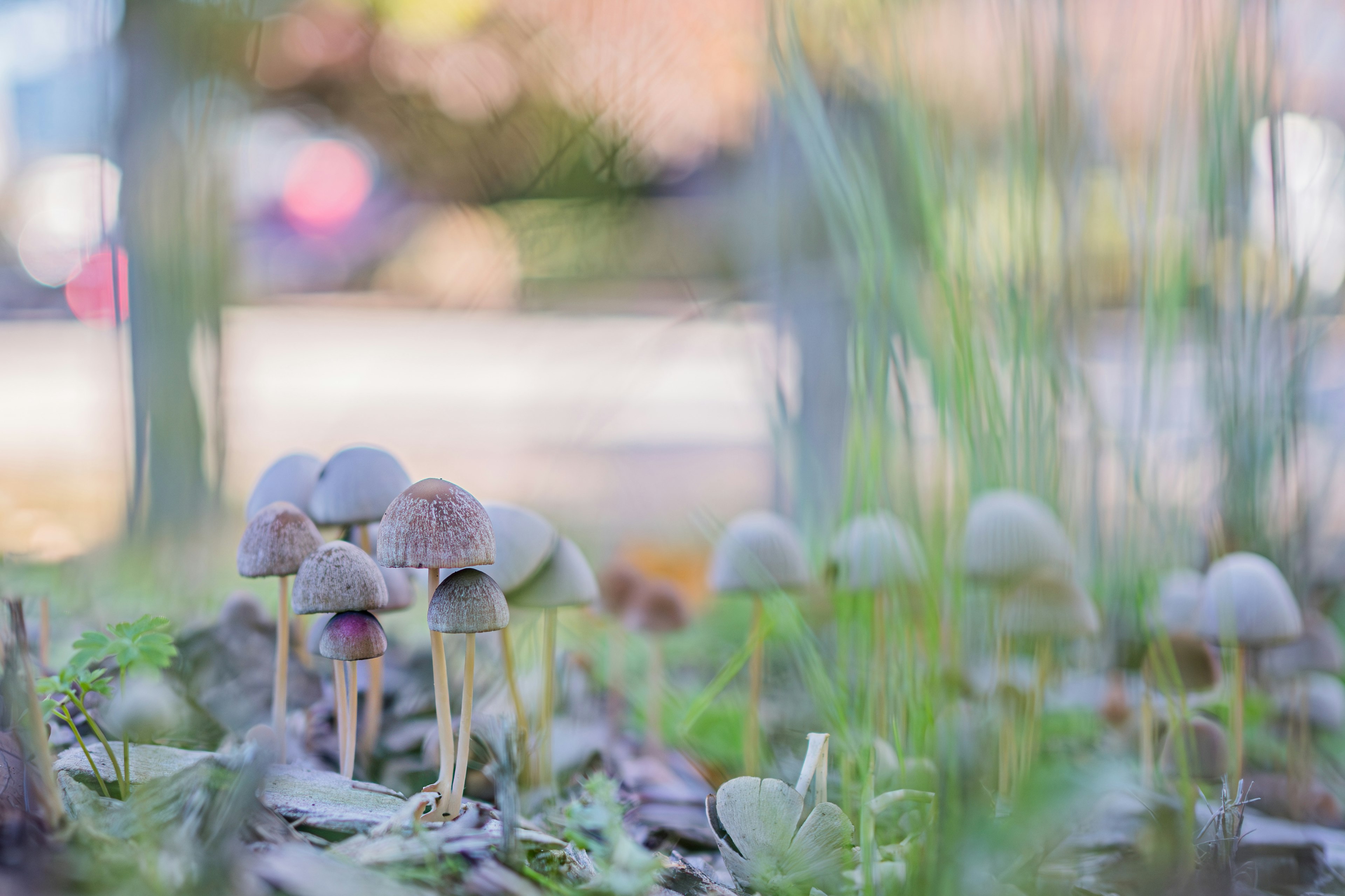 A cluster of small mushrooms growing amidst green grass with a blurred background