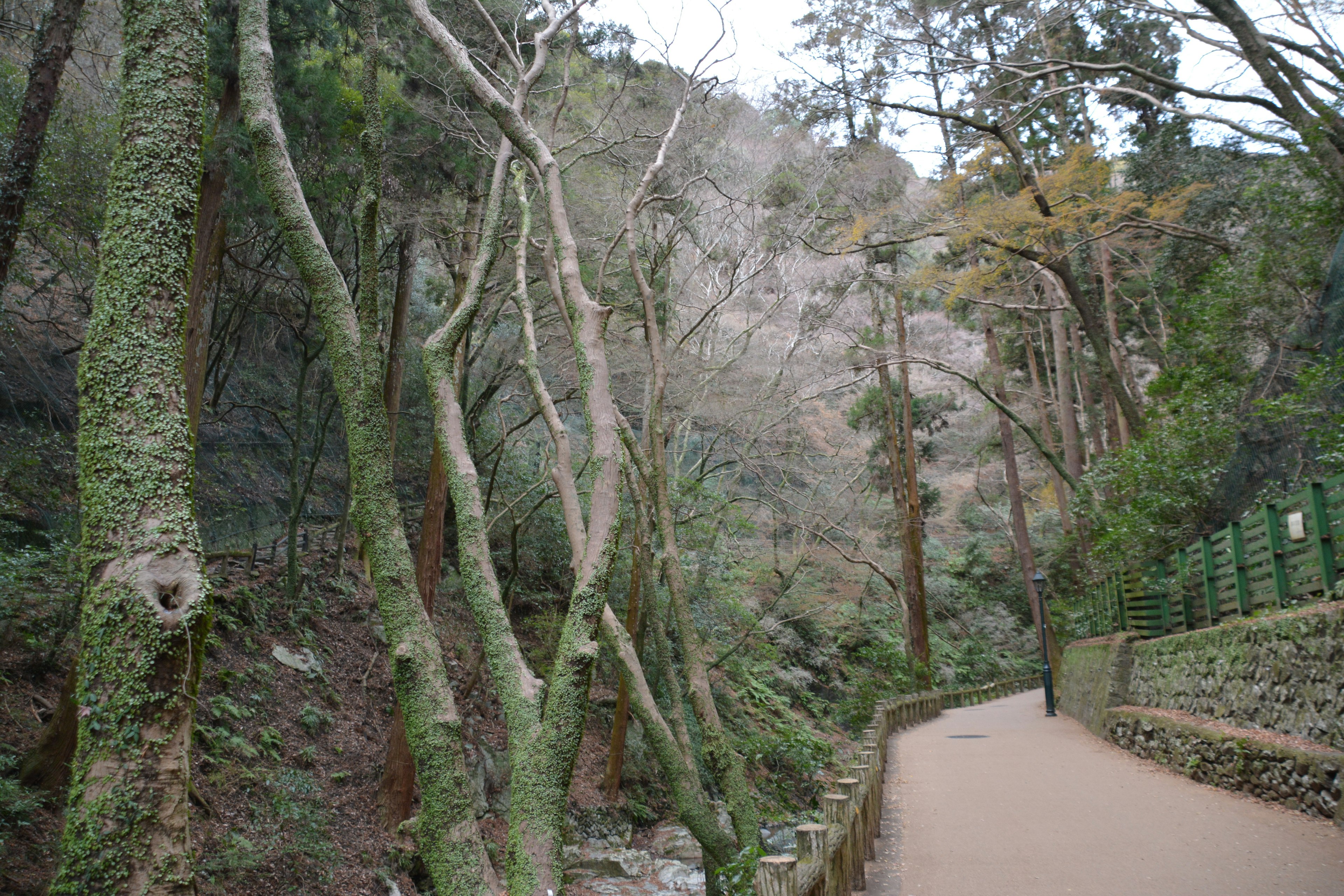 緑の木々と舗装された小道がある静かな山の風景